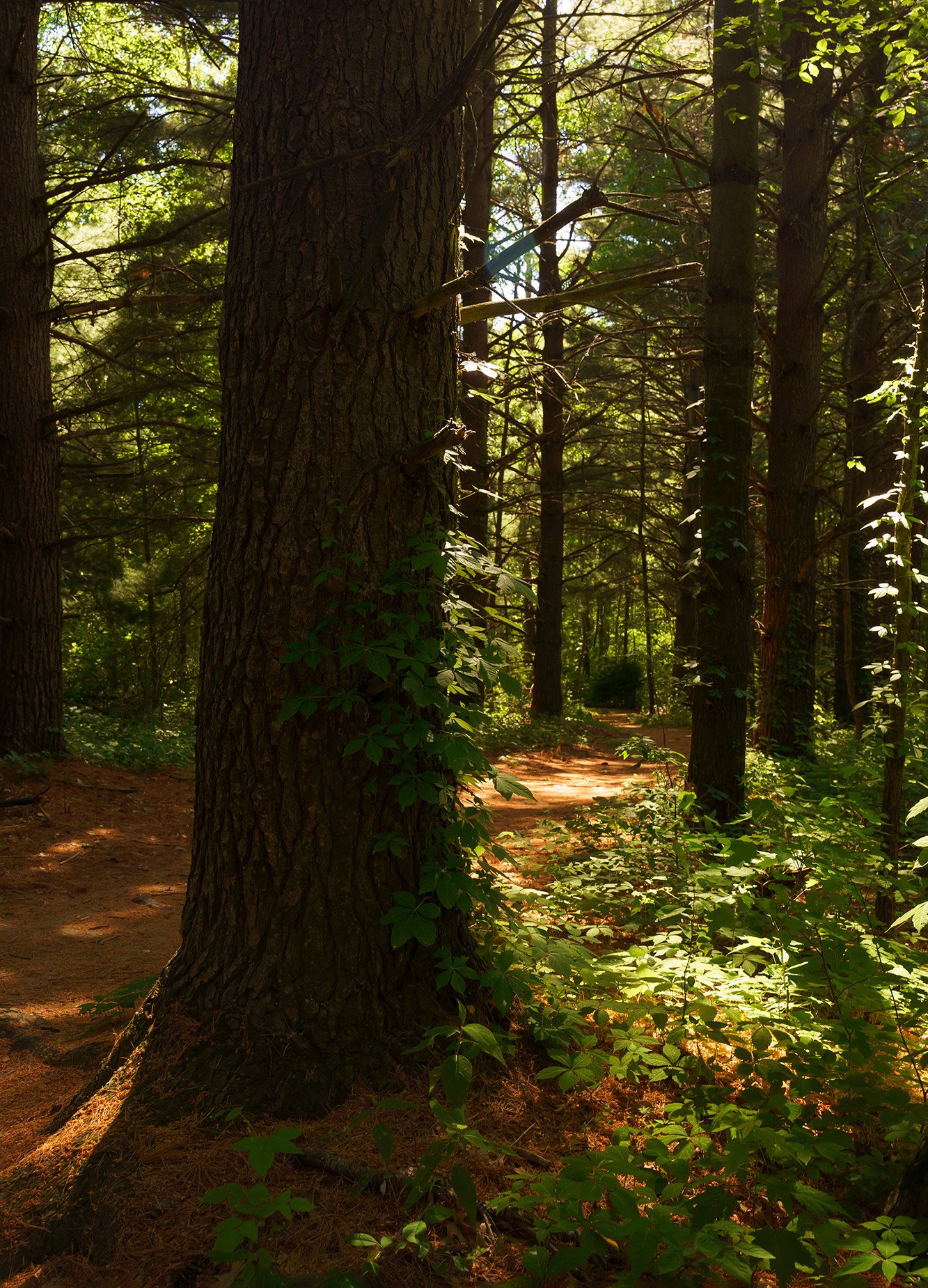 Tree-in-the-Path-web.jpg