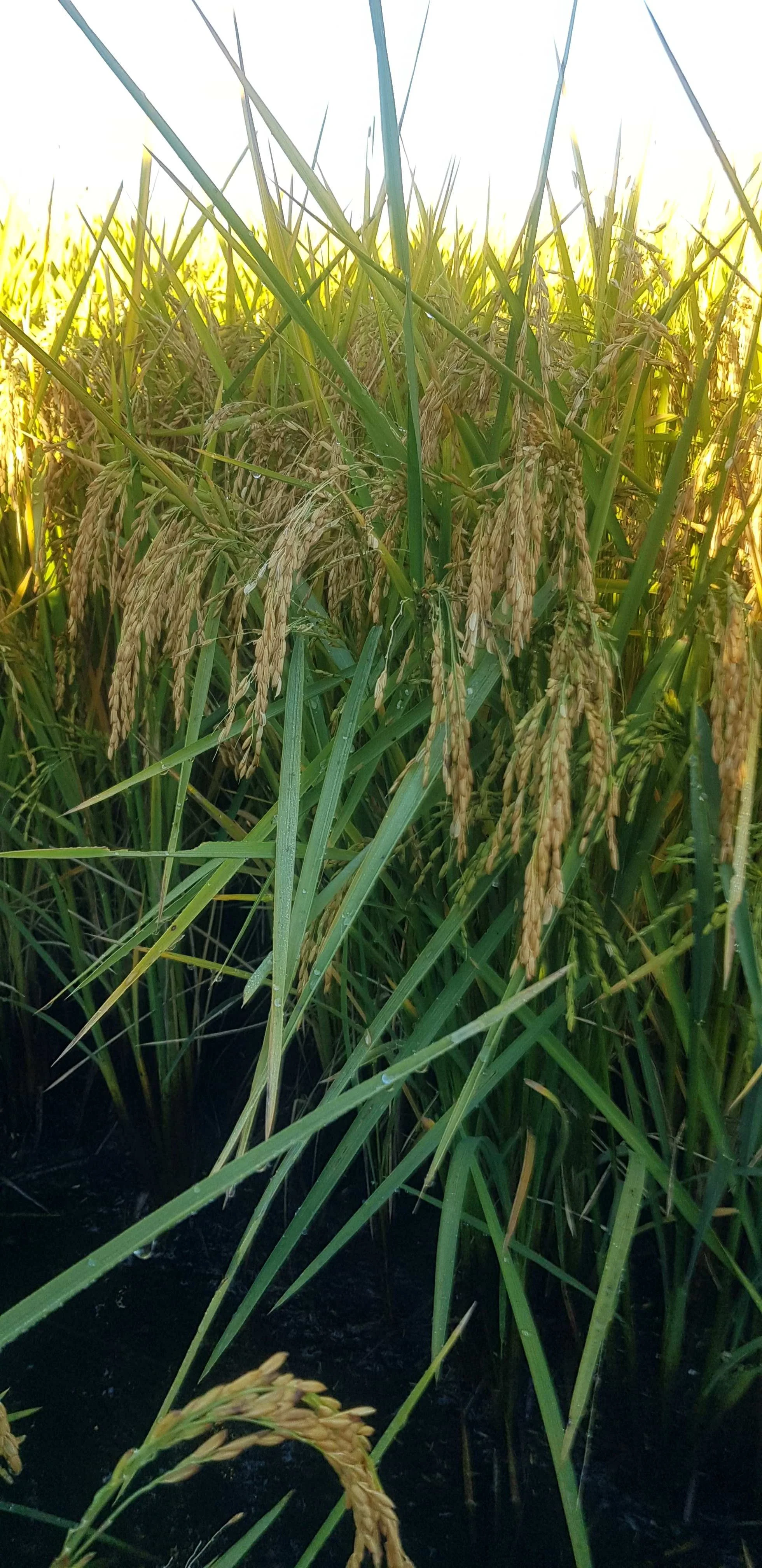Gratitude and Grain