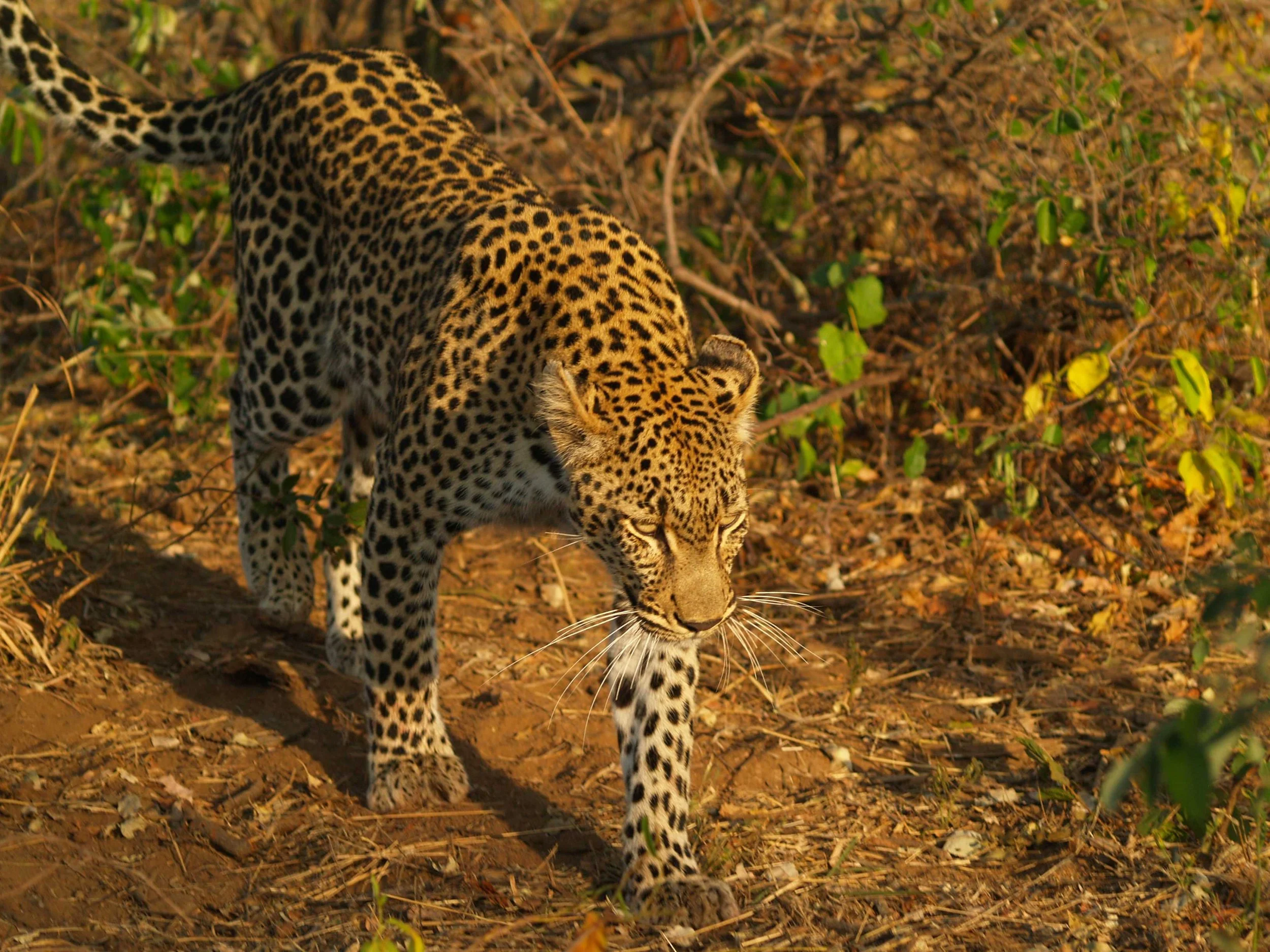 This is Leopard Country