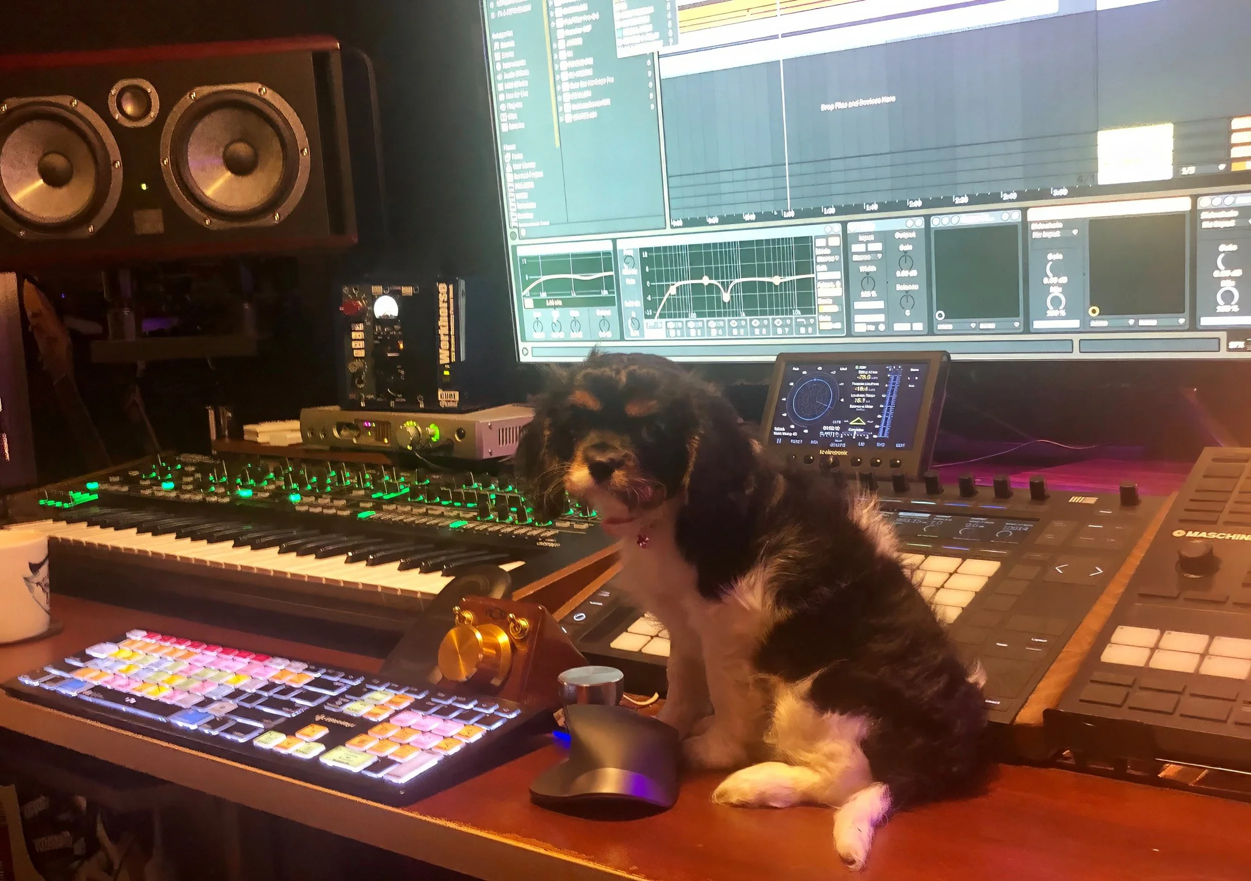 NEW CHIPPIES CROP.jpeg