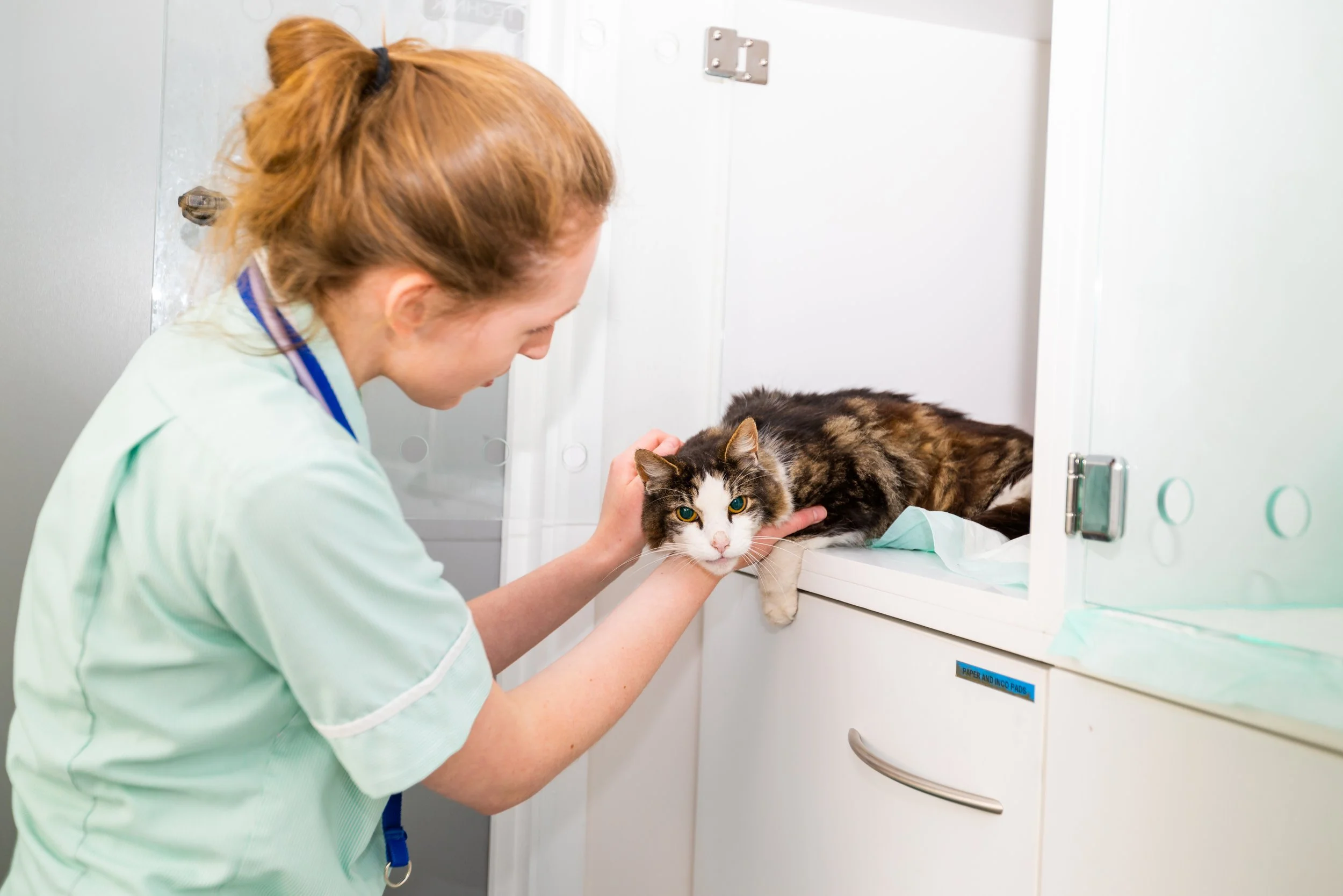 Our Qualifications — VetSkill