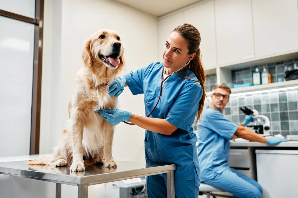 VetSkill launches new register for Advanced Veterinary Nurses — VetSkill
