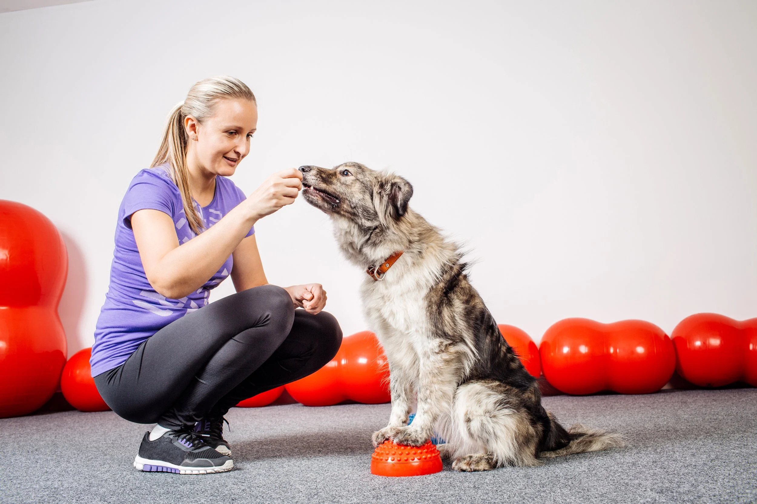 Level 4 End-Point Assessment for Animal Training Instructor
