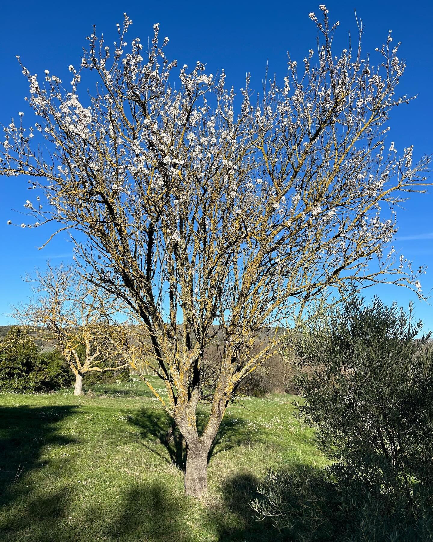 Almond tree loving warm spring day her at Begude. Vines not budding&hellip;.. yet!