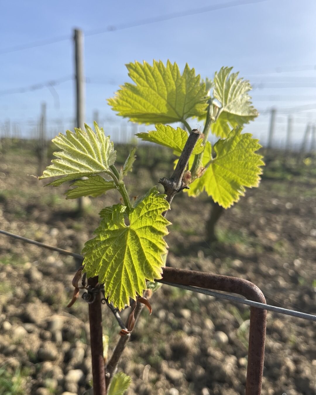 25C today and vines loving it. Chardonnay pictured. Now to hope Jack Frost stays away! Bon weekend all x