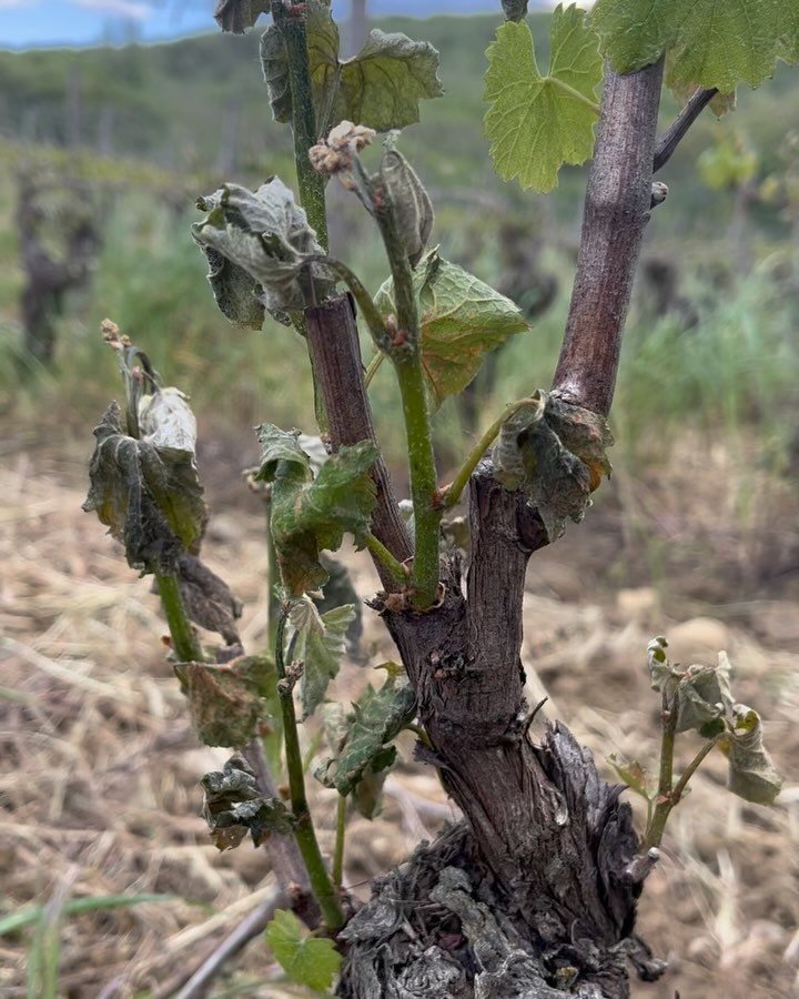 Impact of devastating frost 2 nights ago. See difference between bottom and top of the #chardonnay vine in reel.
