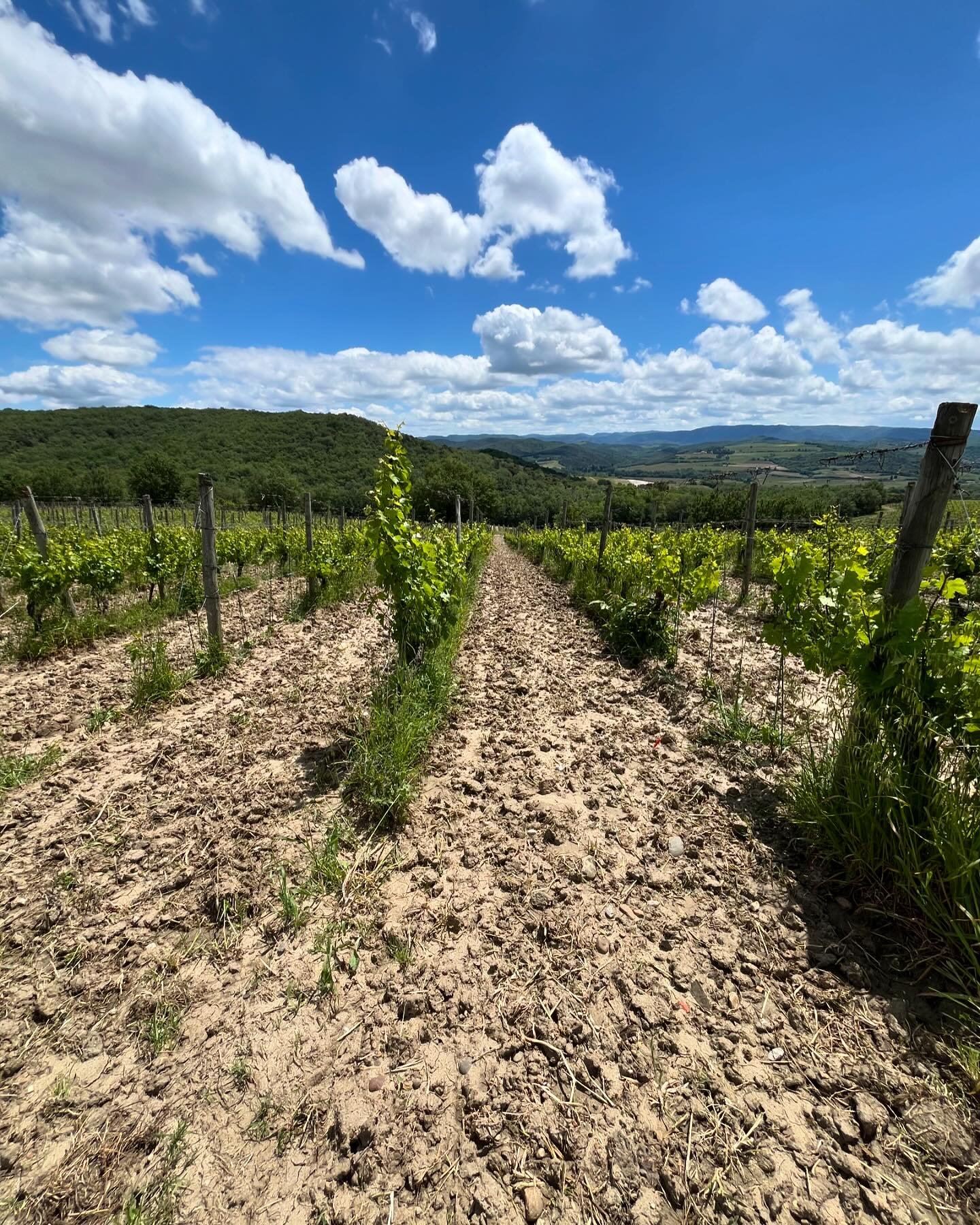 Finally a sunny day after very wet May. Huge storms last weekend with 65mm rain but thankfully no hail. Over 1000ha hit by hail@in Limoux region so we got lucky&hellip;