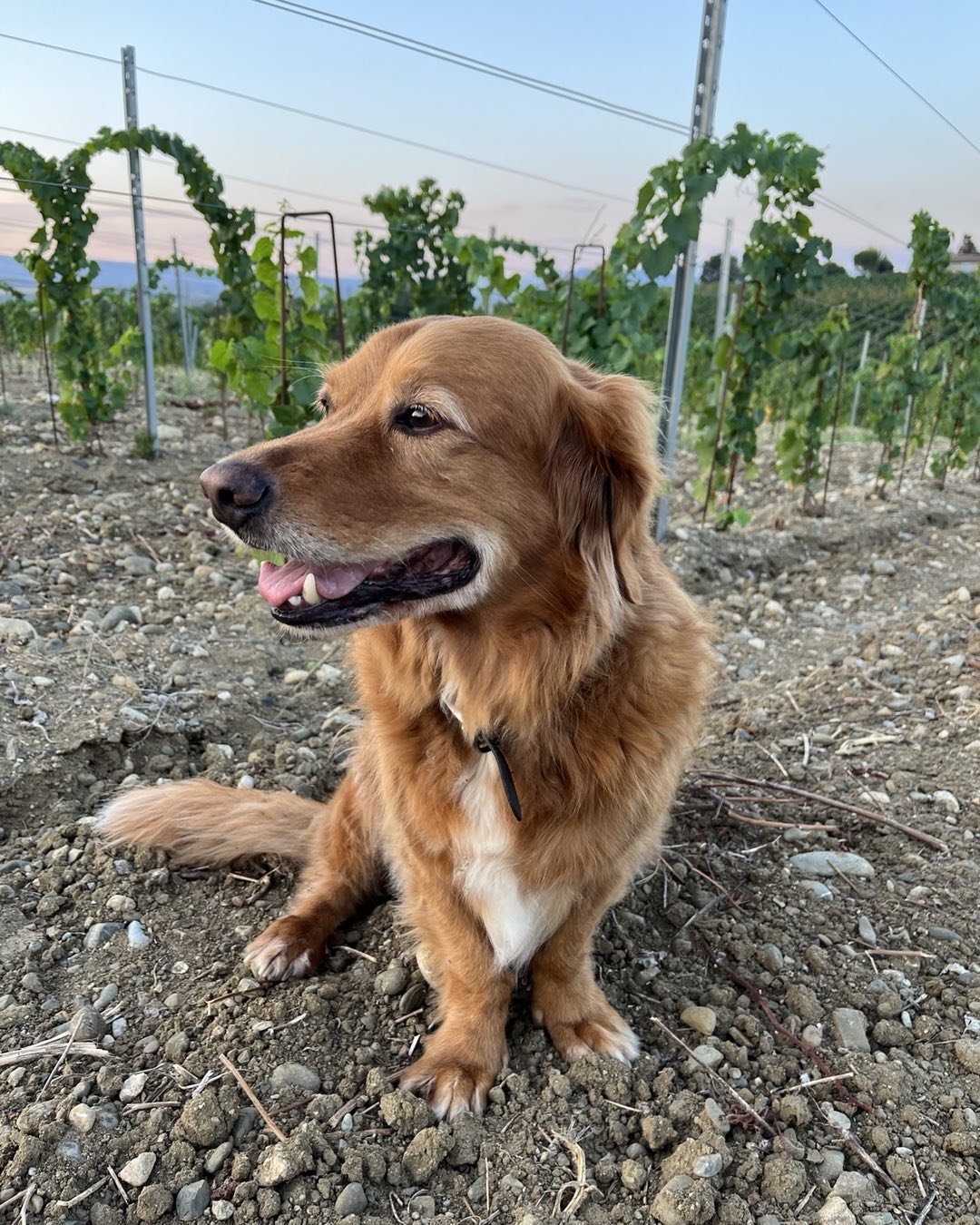 The vineyard will miss our loyal Charlie. Off to the vineyard in the sky today. Thanks for all the unconditional love and memories. Hope there are some great walks &amp; sniffs up there&hellip;and a few rabbits to chase! We will miss you dearly. 👼💫