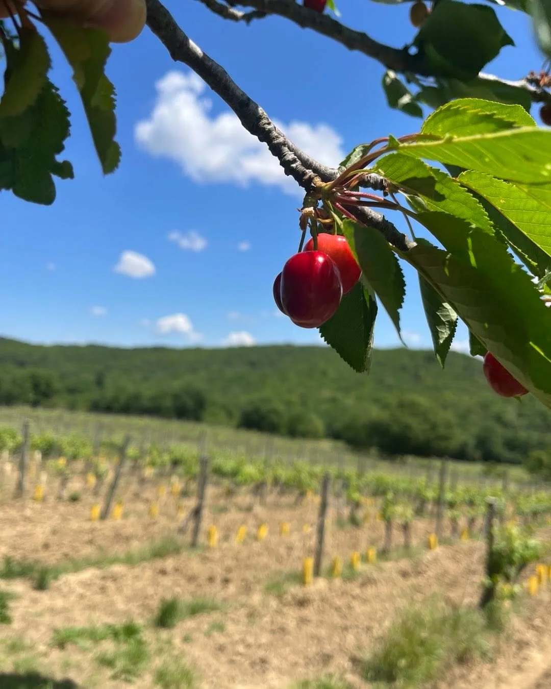 Cherry time. Appropriately just bottled some more Cerisier Pinot Noir this morning. #pinotnoir #vinbio