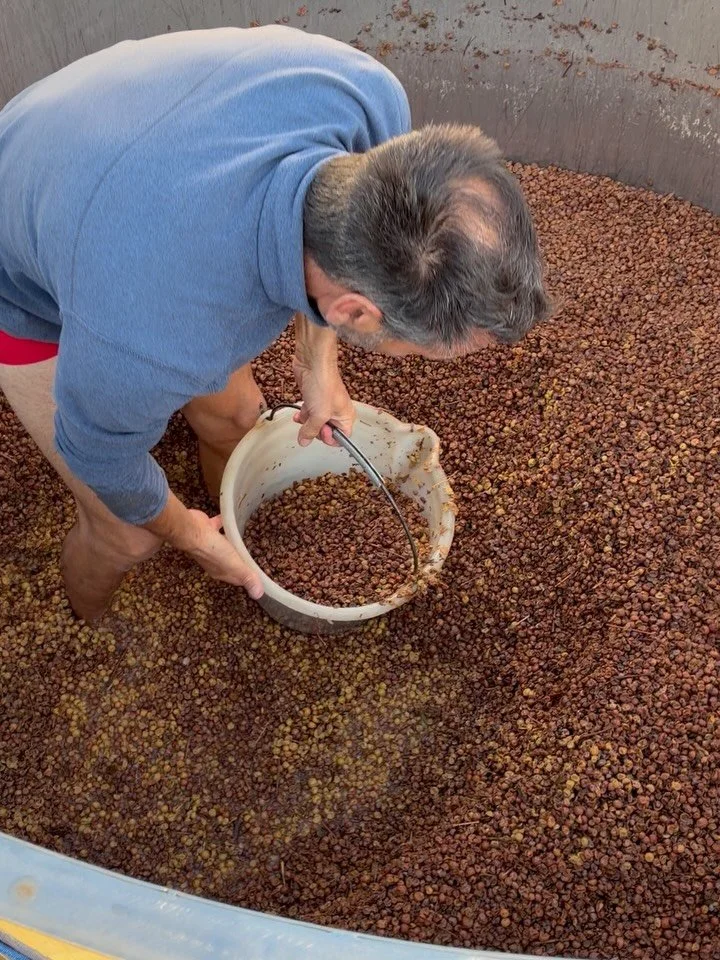 The making of Sipiona Orange Wine.