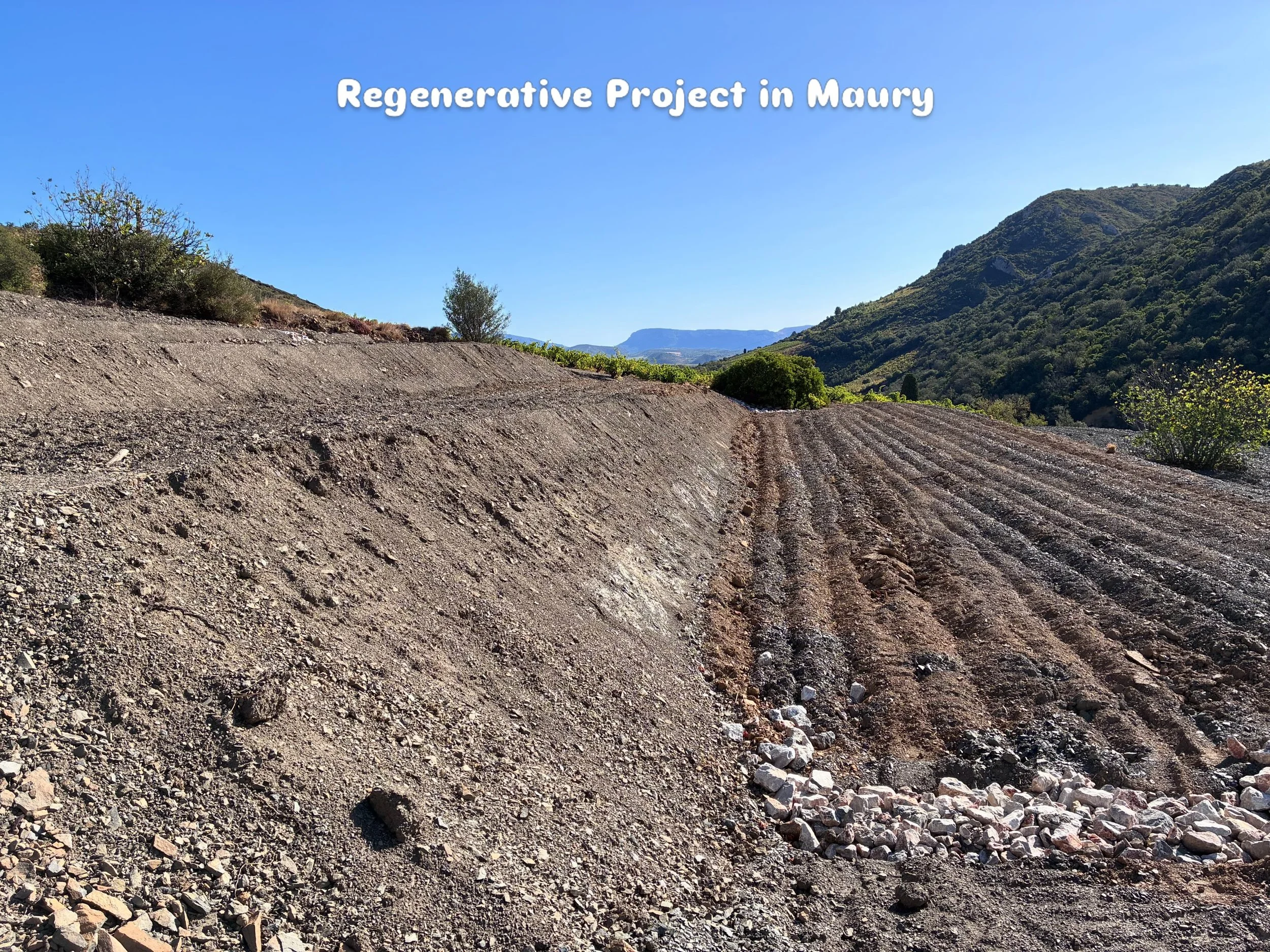 Fascinating visit to my mate Justin @domaineofthebee and their regenerative project in Maury- done to hopefully combat chronic lack of water. The vineyards of the future perhaps?