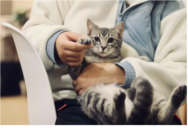 Pet Insurance: Five Things to Check Before and After Taking Out Cover