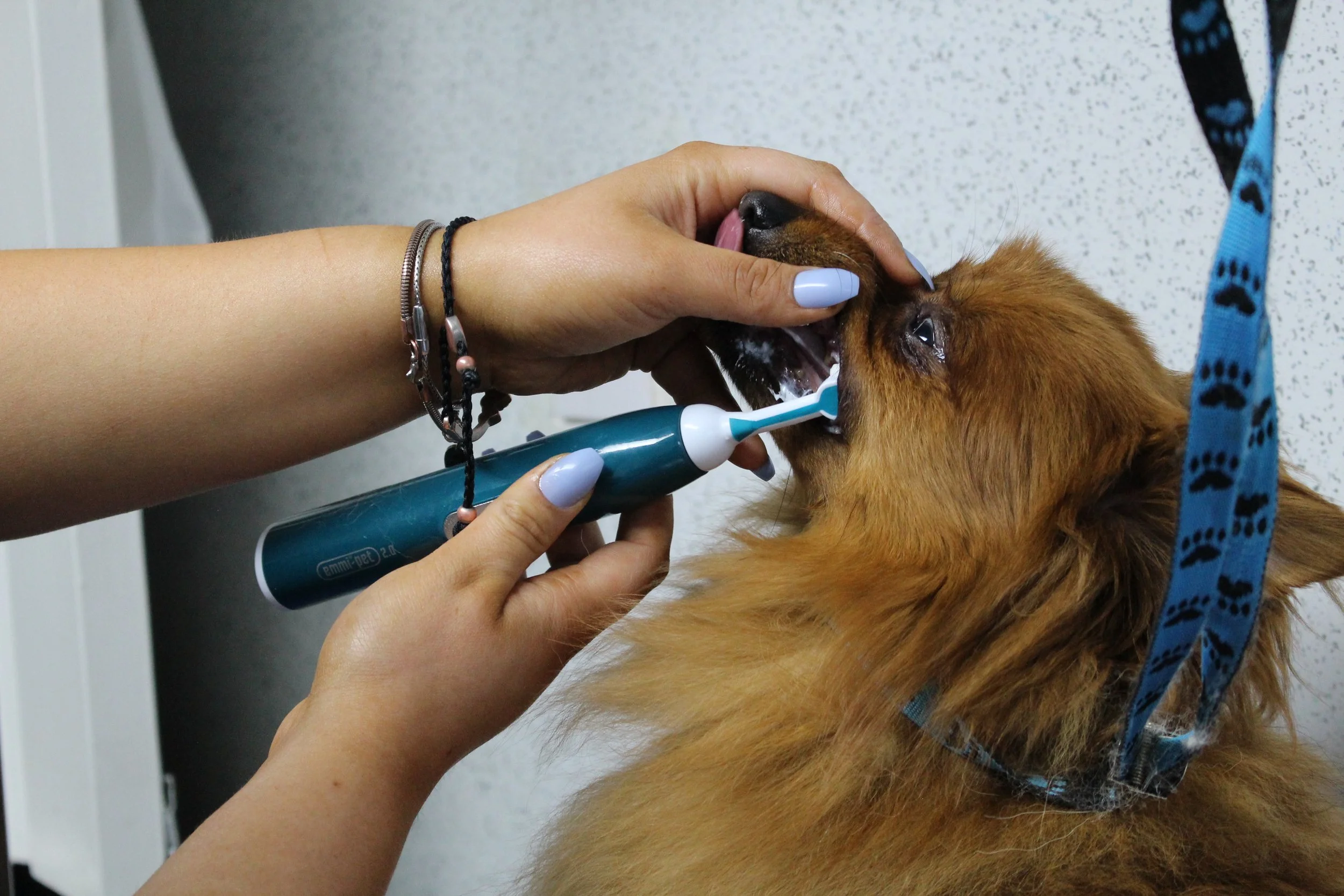 Teeth Cleaning — DogzBody Spa