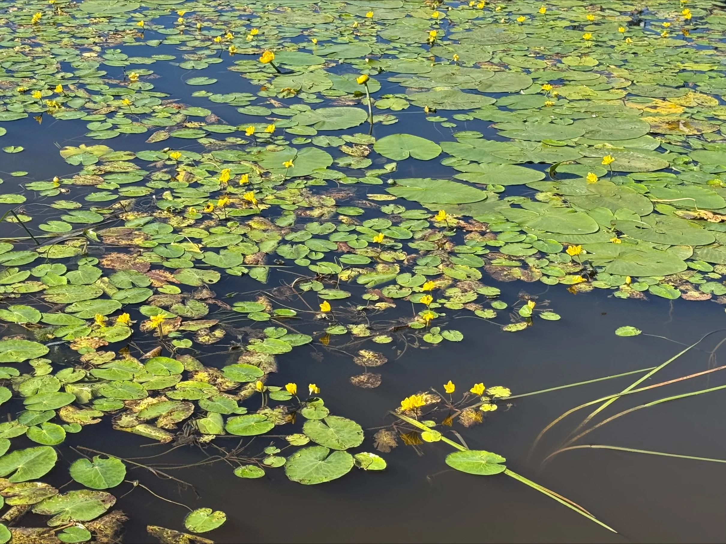 Watec mukana vieraslajin torjunnassa – Keltalammikki VEX -hanke alkaa