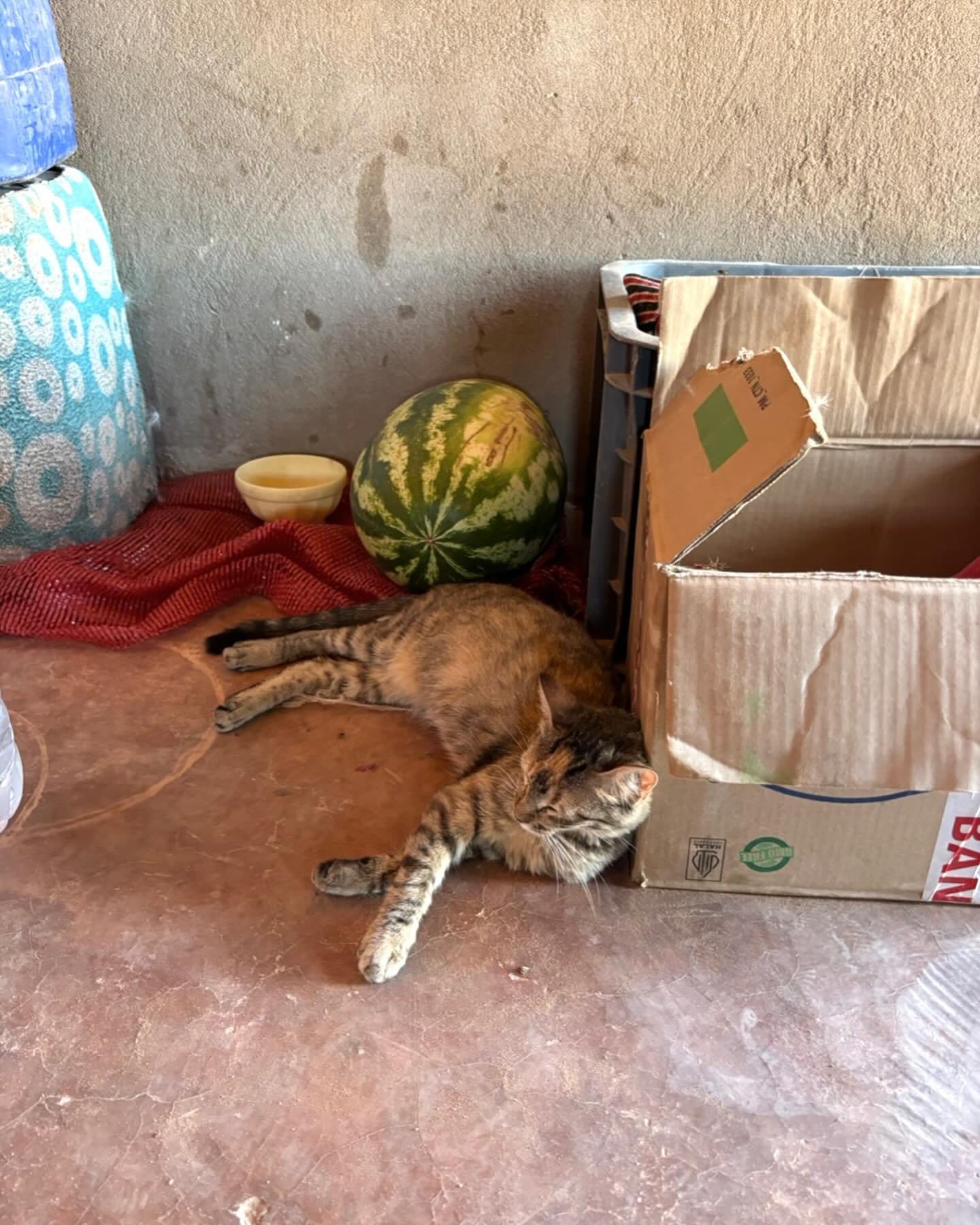 Tag 8.

Heute kamen wieder die Arbeiter f&uuml;r den Brunnen.

F&uuml;r mich war es der letzte Tag im Camp, der - wie die Tage davor auch - mit einem Lauf am Morgen begann.

Die tr&auml;chtige Katze, die mich die letzten Tage begleitet hat, fuhr mit 