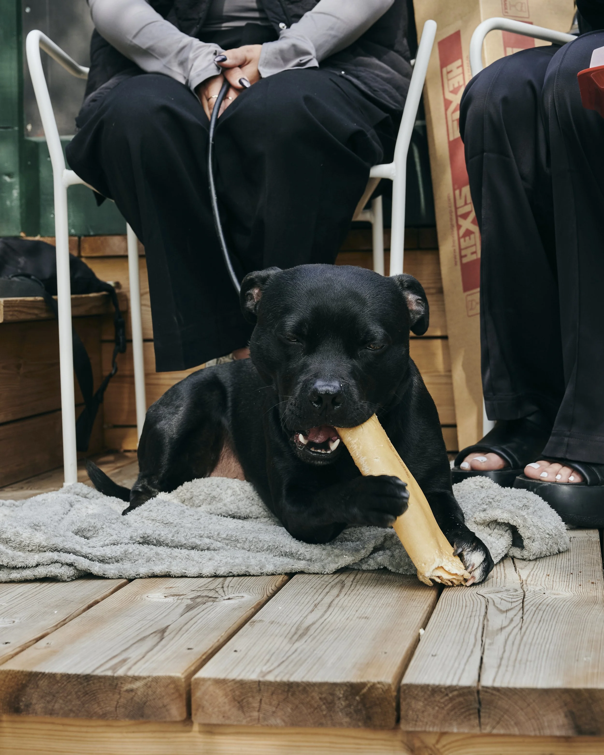 Black dog lying on a blanket on wooden floor, chewing on a bone, with people sitting nearby.