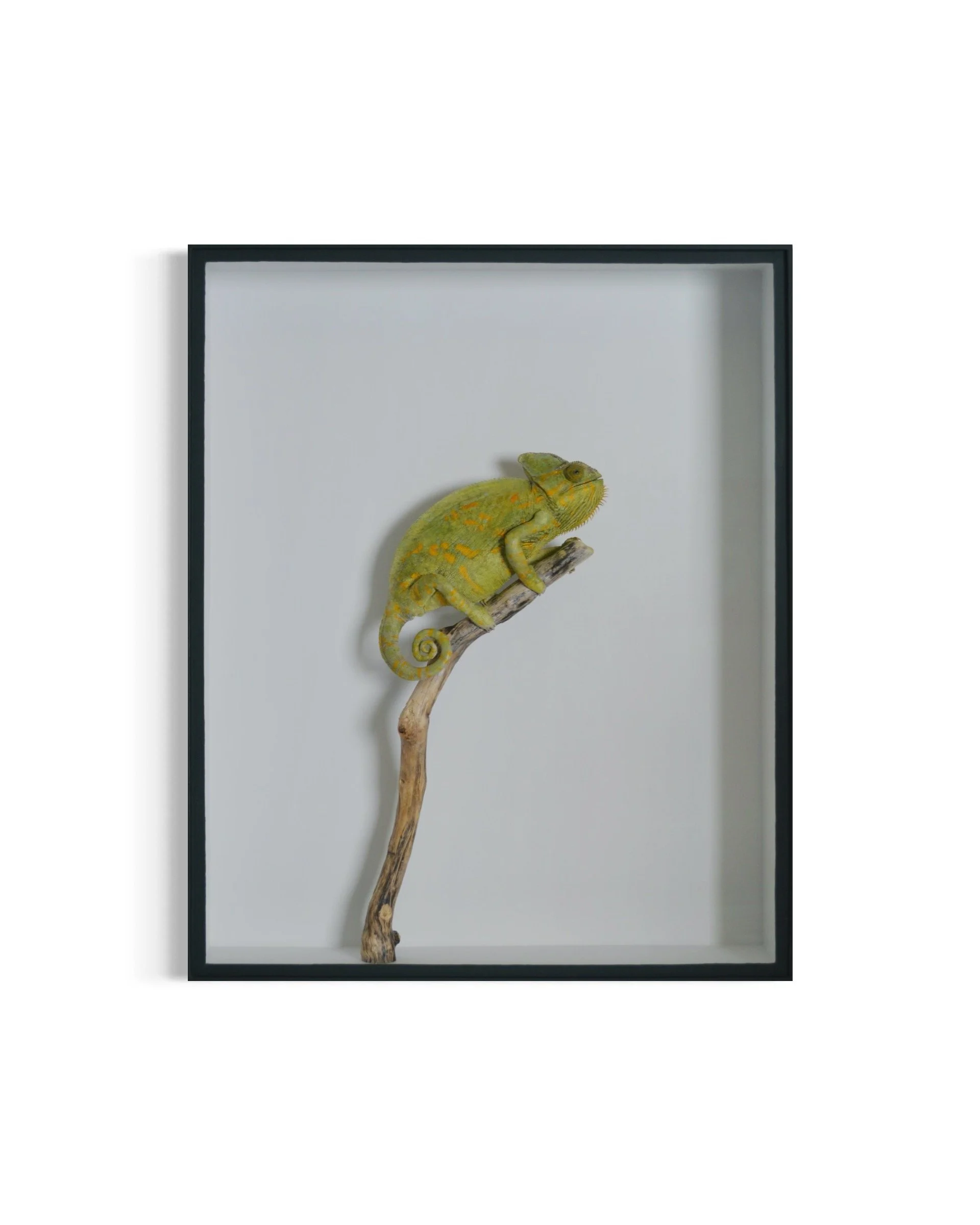 This chameleon, which passed away at a rescue centre in Brighton, was generously donated to Jazmine for preservation.