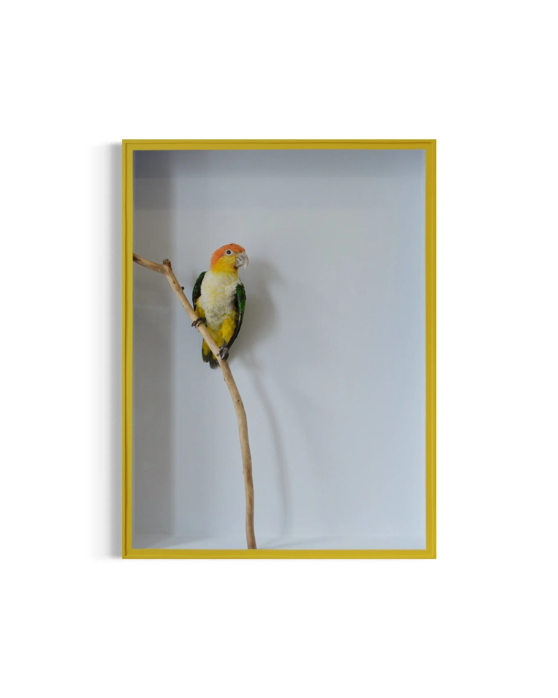 This white-bellied parrot, preserved by Jazmine, exemplifies the vibrant delicacy and intelligence of its species.