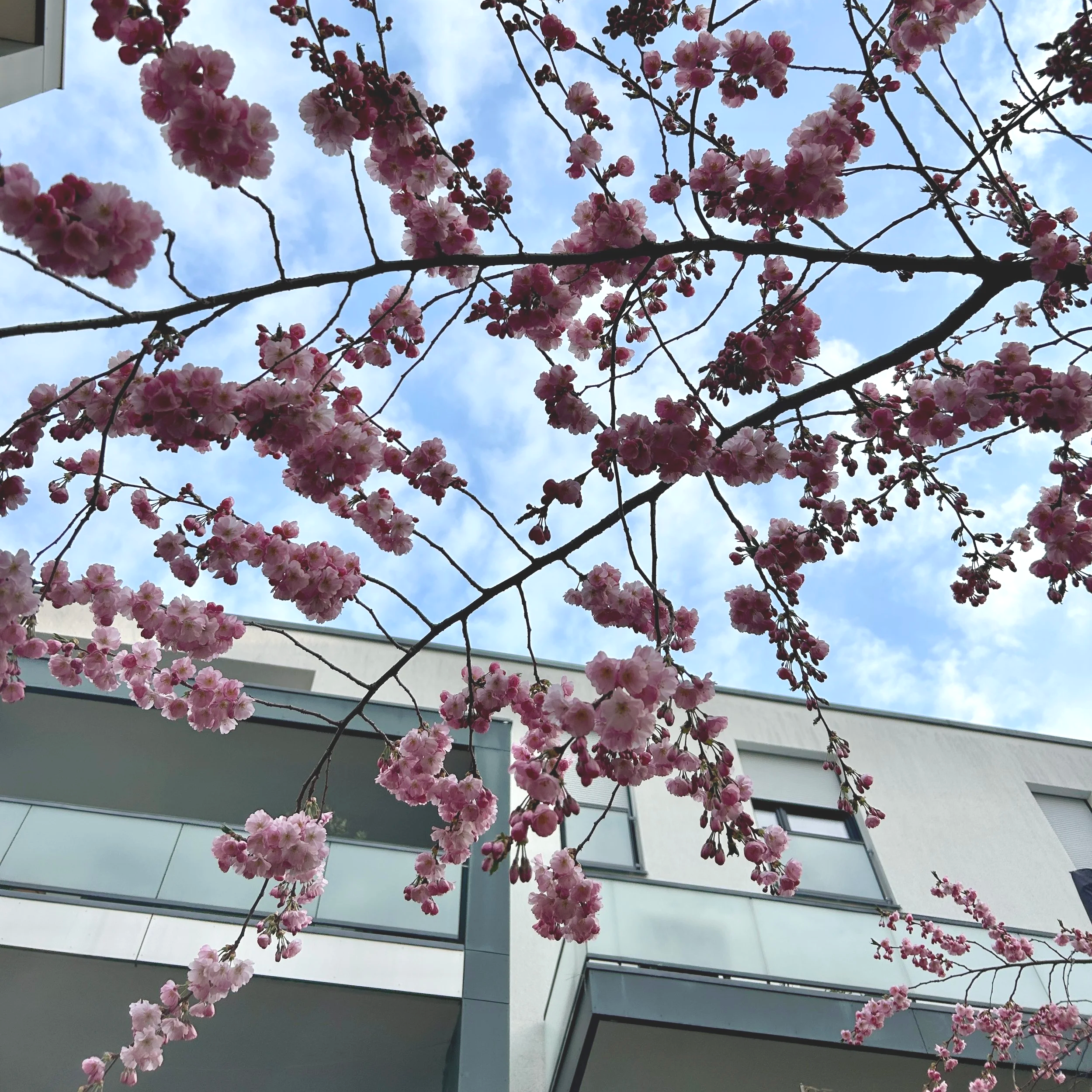 The Spring Reset: A Holistic Guide to Decluttering Your Life