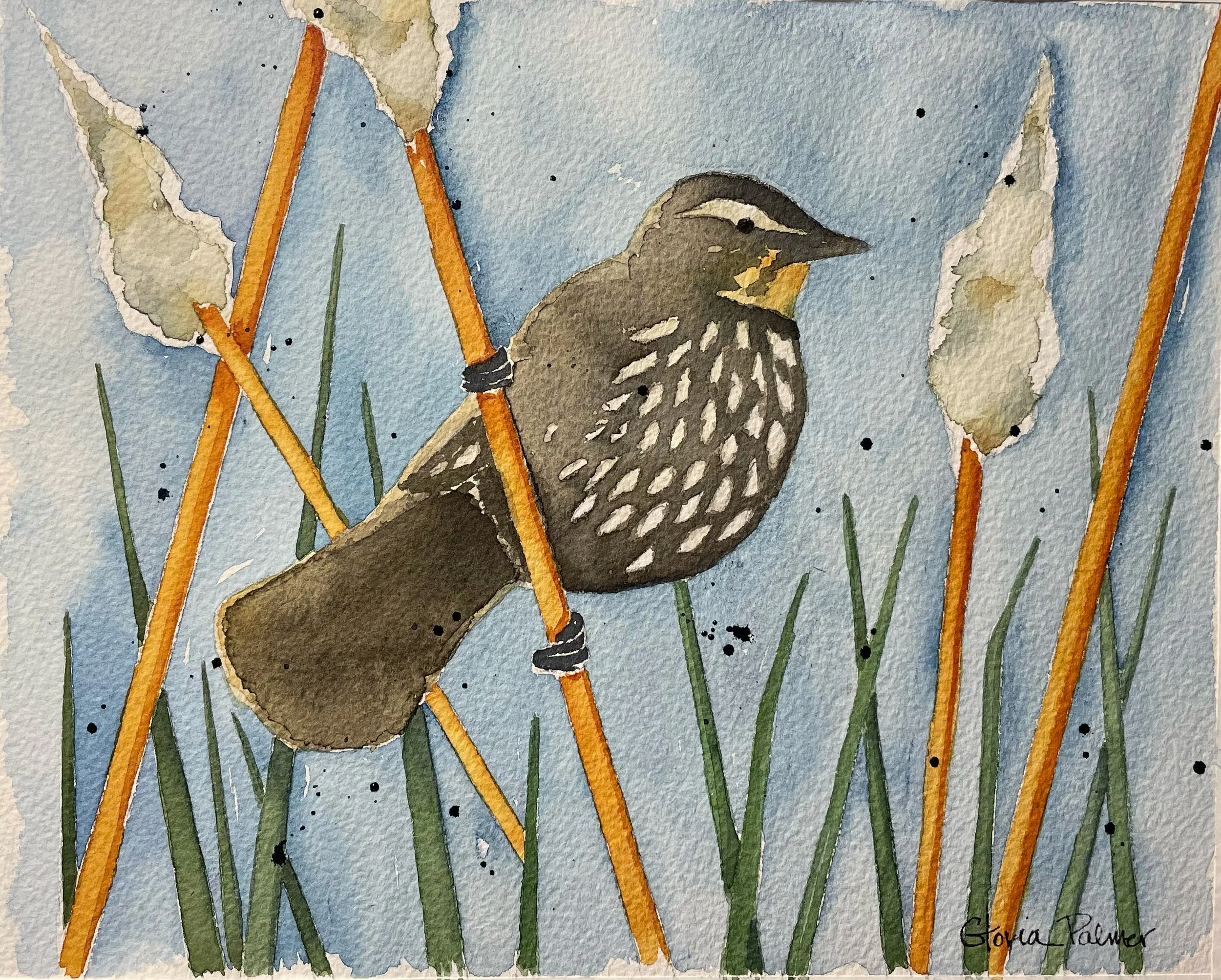 Red Winged Blackbird (female) Among the Cattails