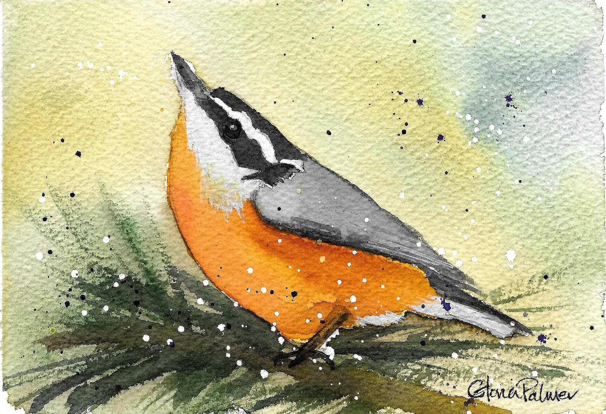 Red Breasted Nuthatch