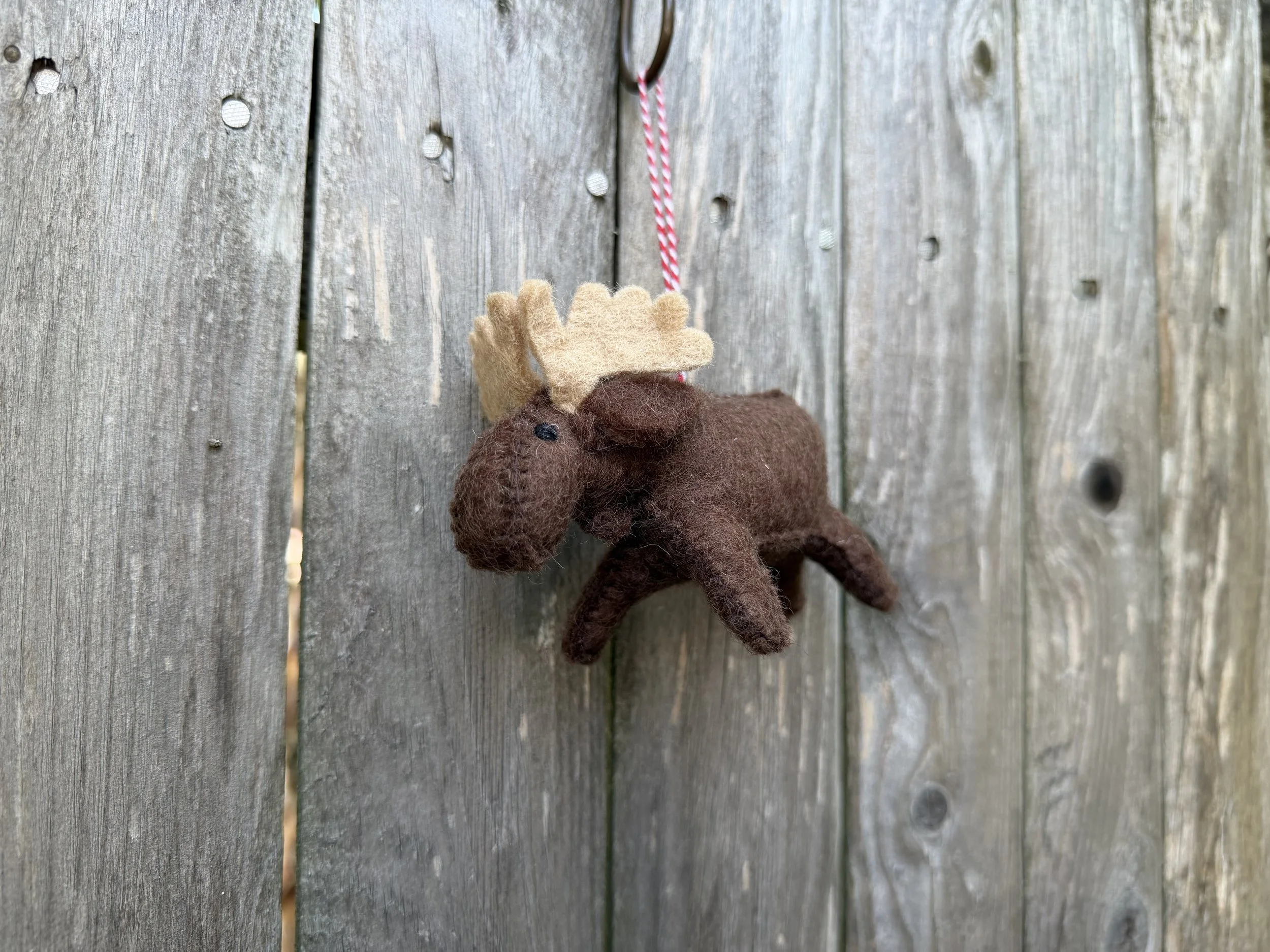 moose .jpeg