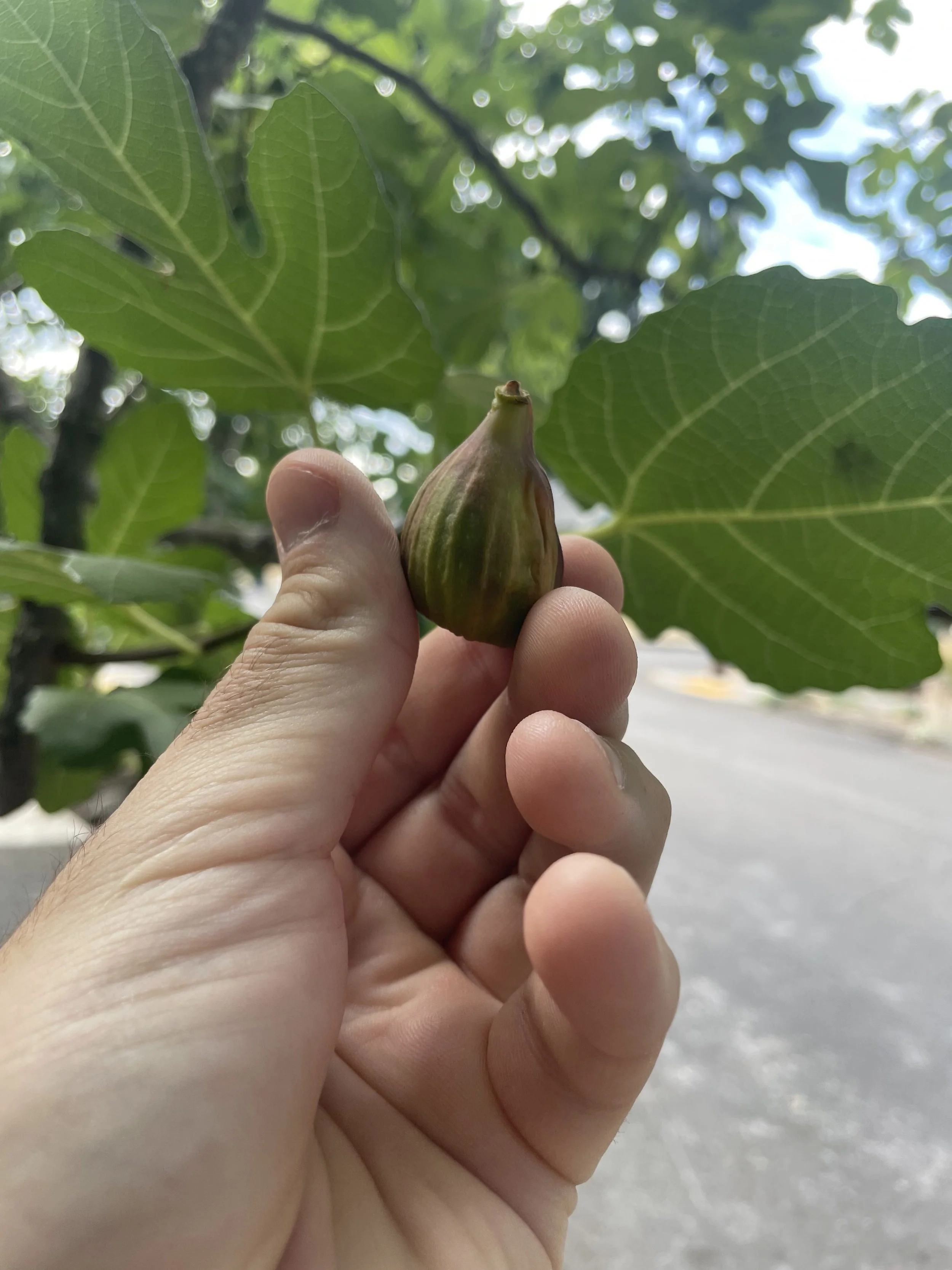 The Original Fig IIII, Participant hands holding fresh green figs during the neighborhood rituals, 2025