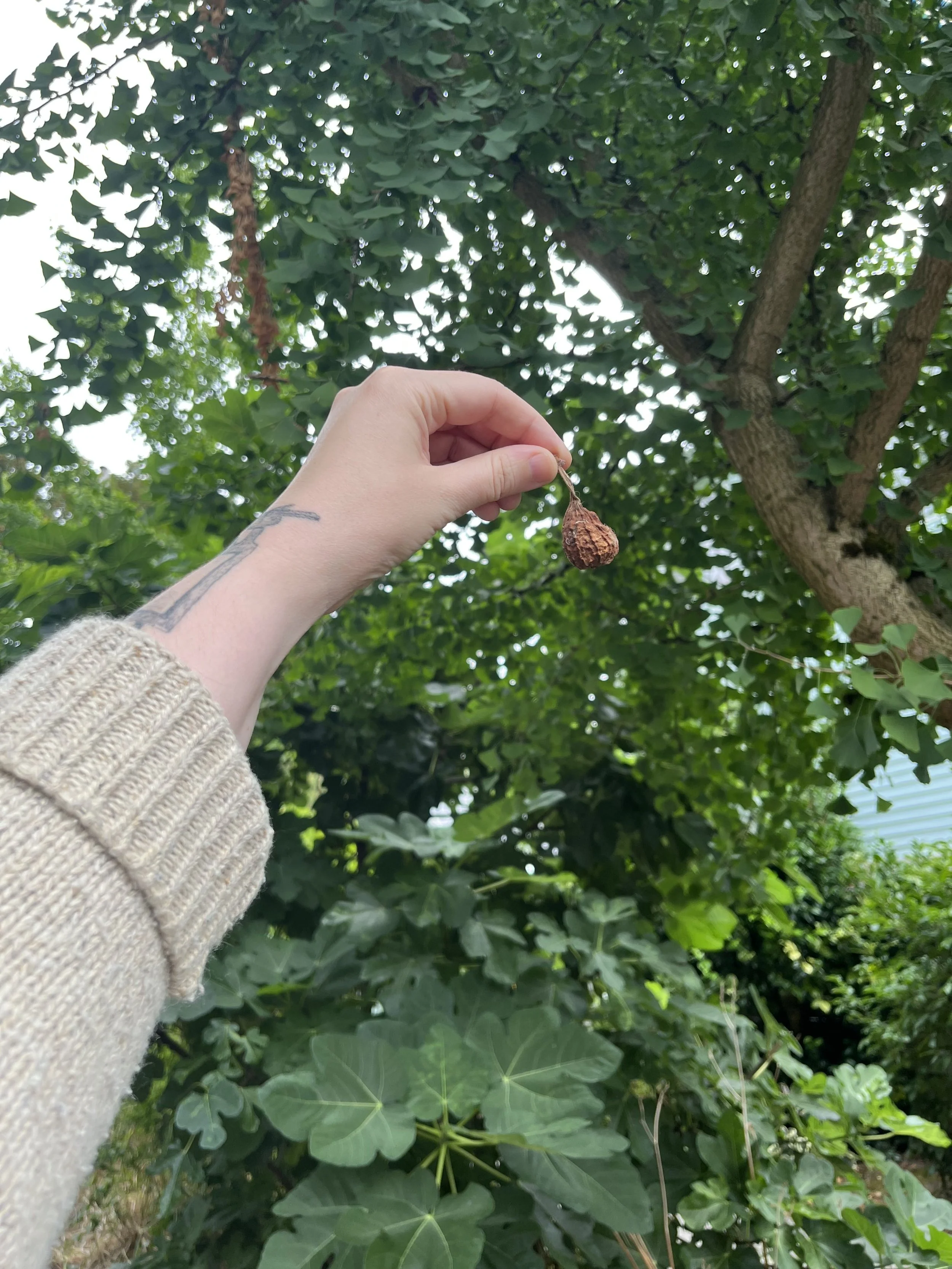 The Original Fig IIII, Participant hands holding fresh green figs during the neighborhood rituals, 2025