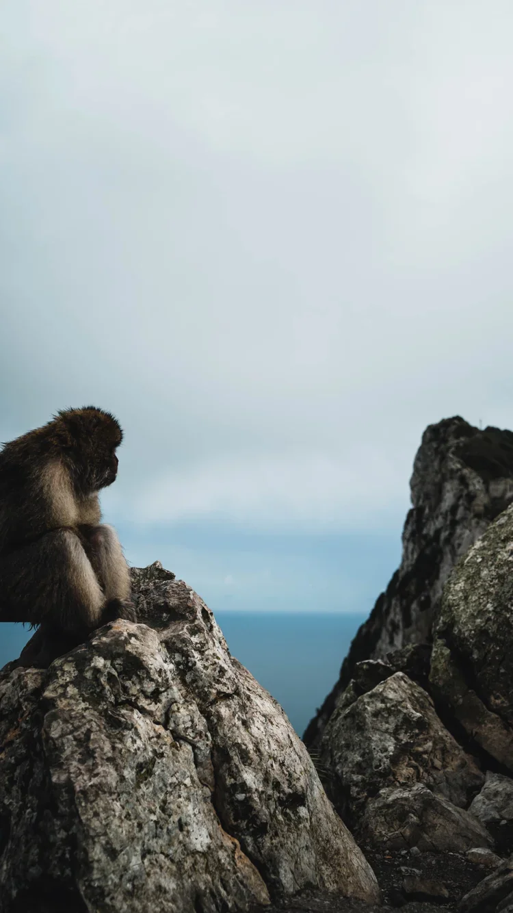 A monkey sitting on rocks, looking out over the ocean under a cloudy sky.
