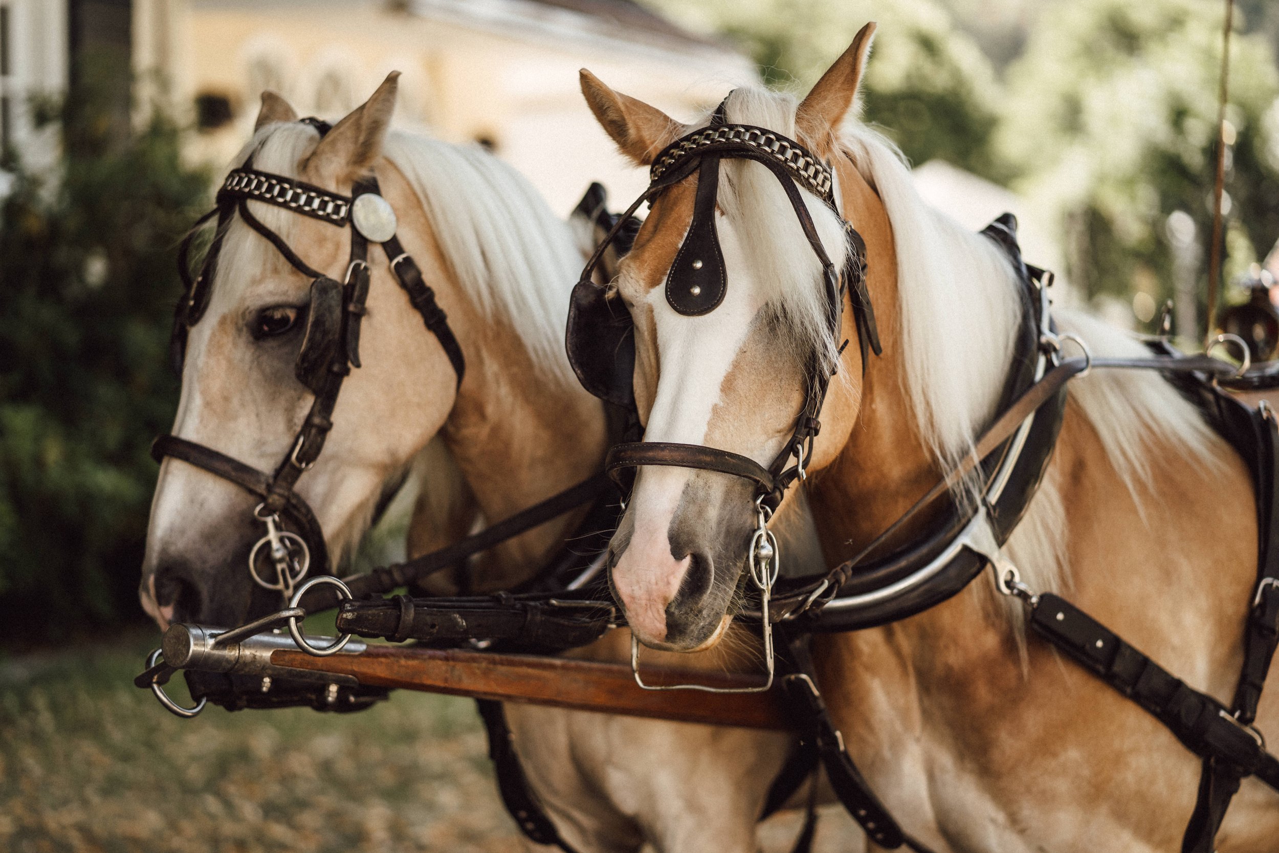 Angeschirrte Pferde Haflinger by UhlArt Fotografie