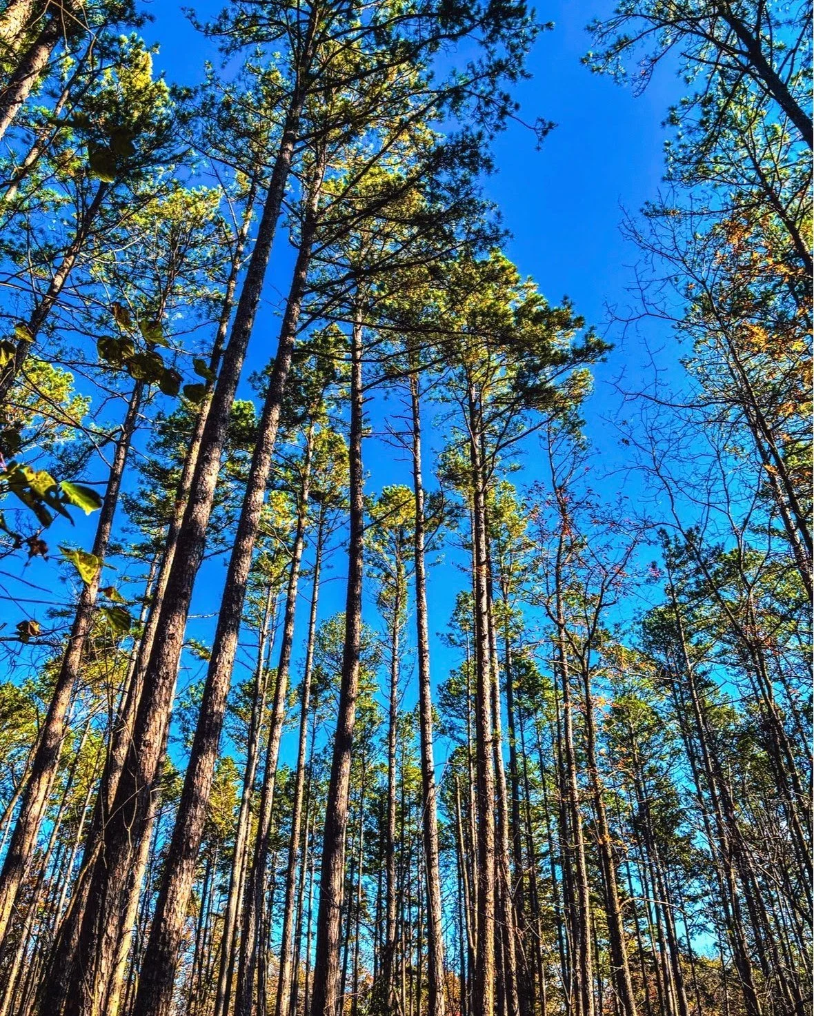 Stunning views of our Missouri Ozarks 🍂🌲☀✨

📸: @jaredduperrett