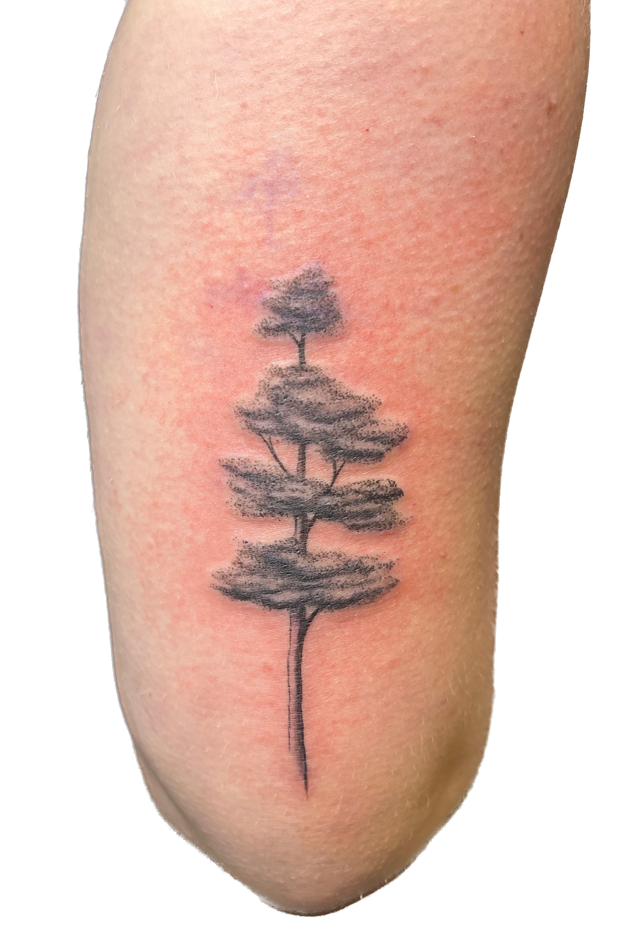 IMG_1561 Background Removed.png