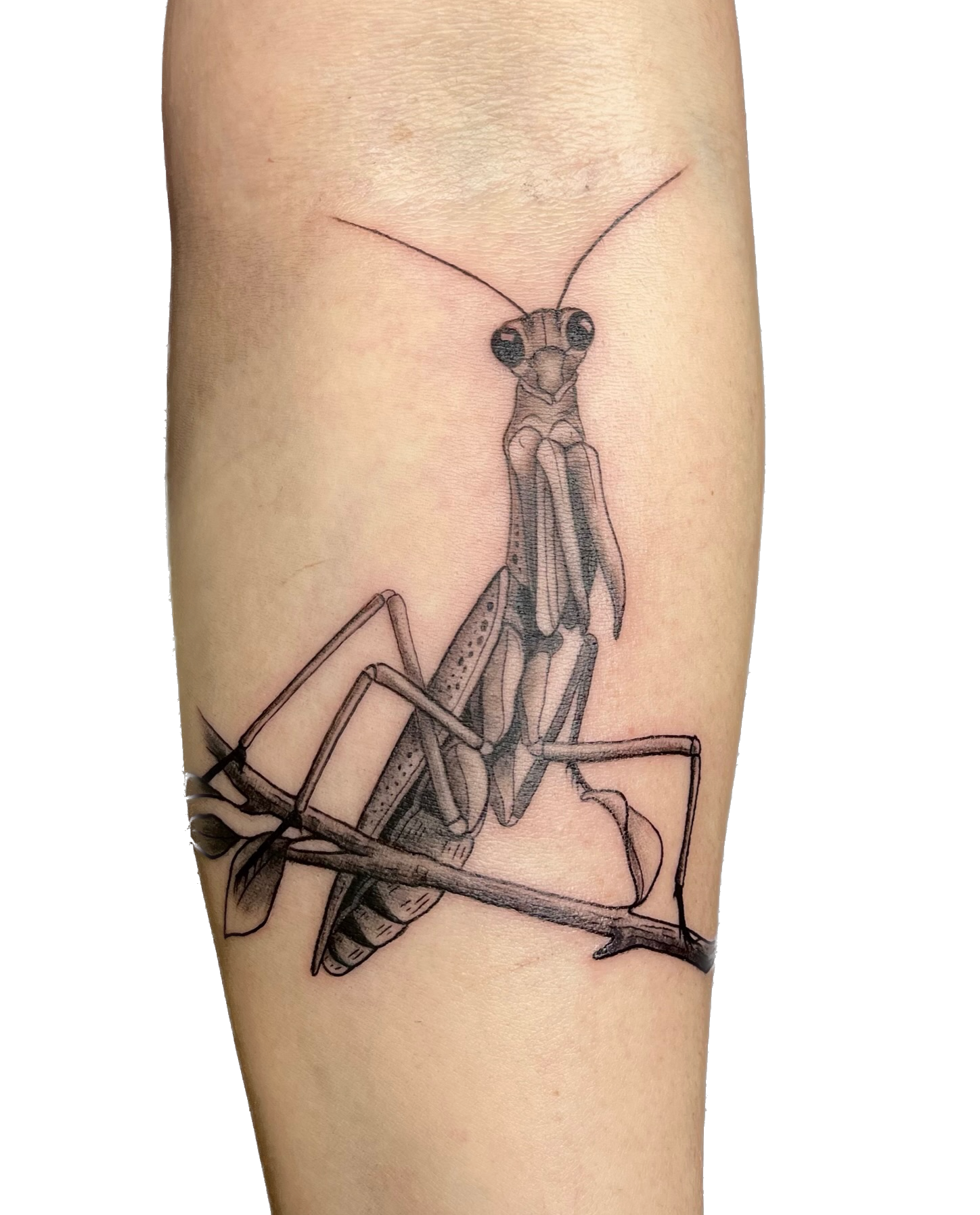 IMG_8398 Background Removed.png