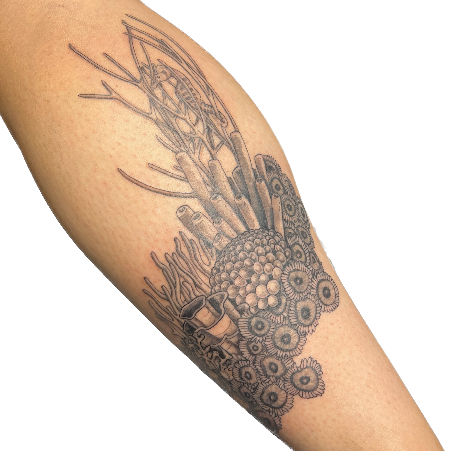 IMG_8760 Background Removed.png