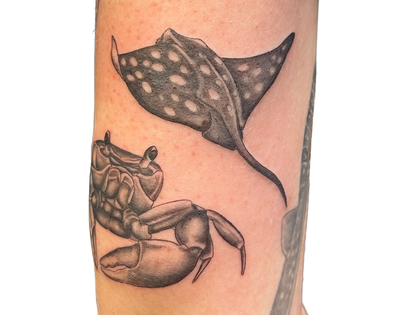 IMG_7371 2 Background Removed.png