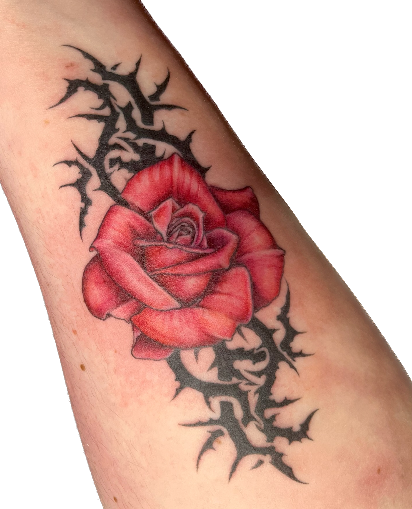 IMG_7073 Background Removed.png