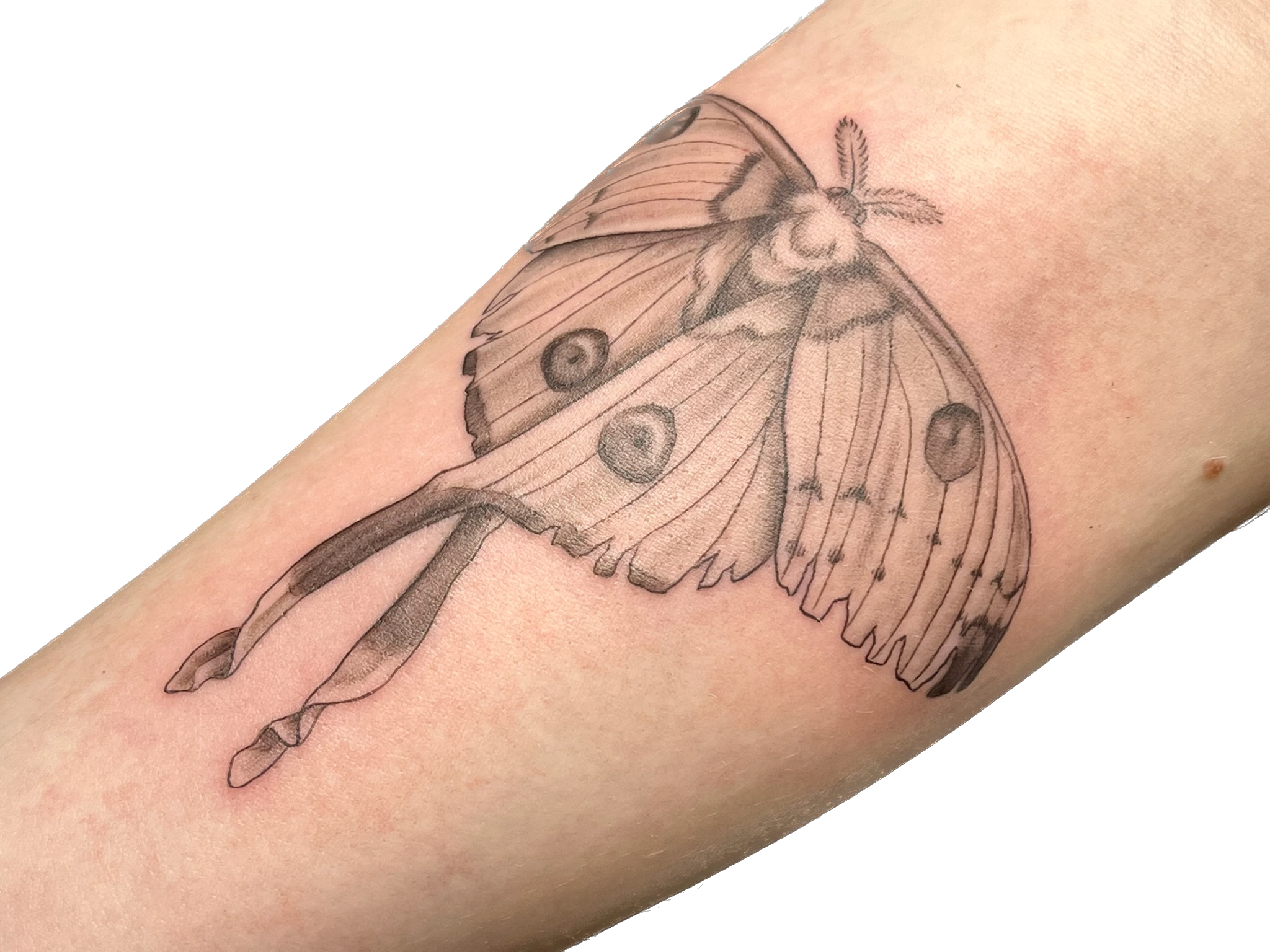 IMG_6393 Background Removed.png