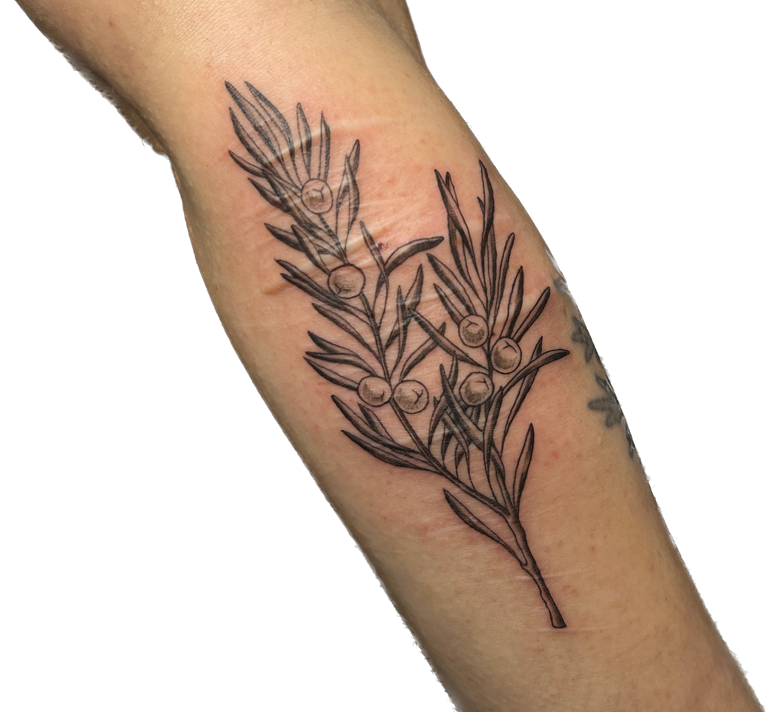 IMG_1668 Background Removed.png