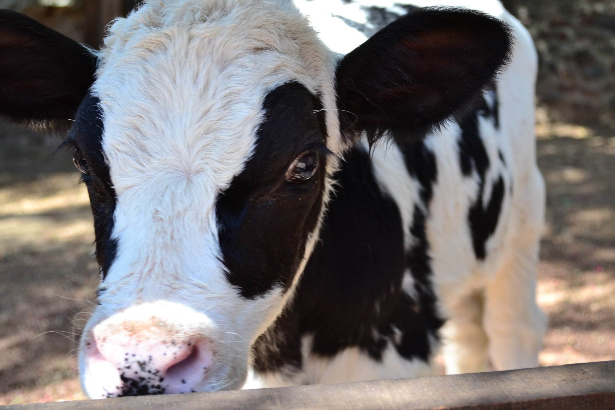 Sacred Cows