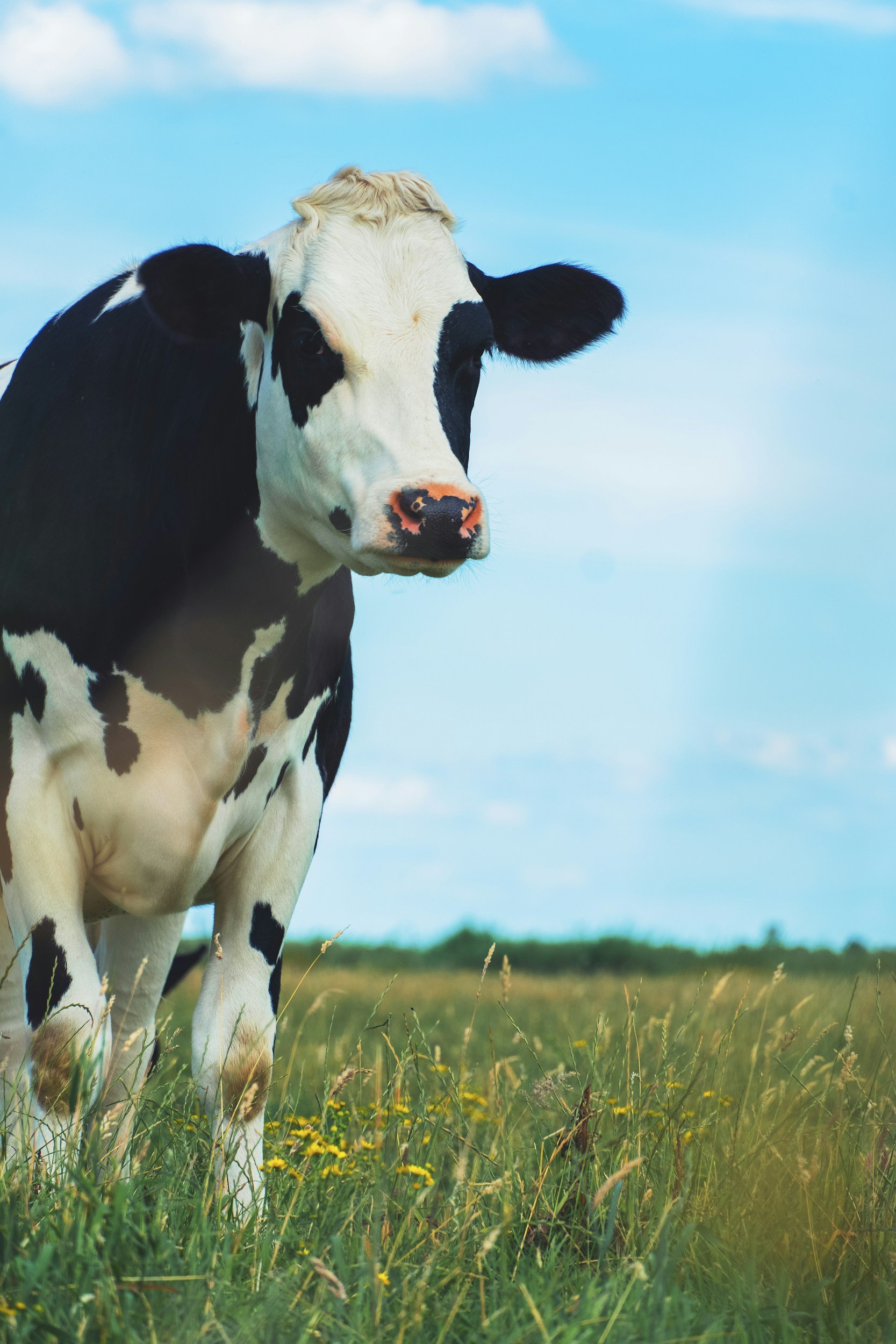 Health Implications: The Lurking Quandaries with Dairy