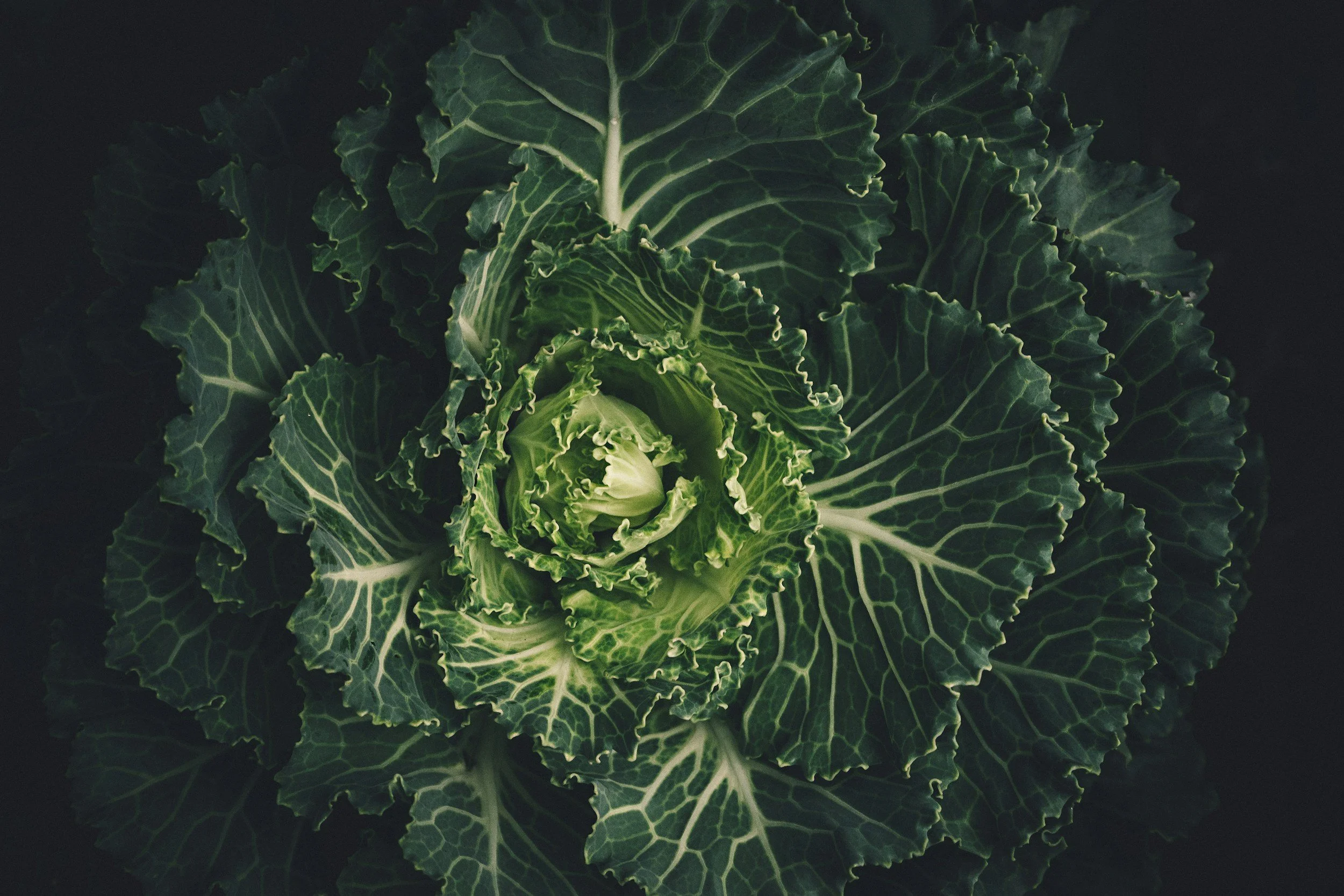 The Power of Plants: How Fiber Supports Gut Health
