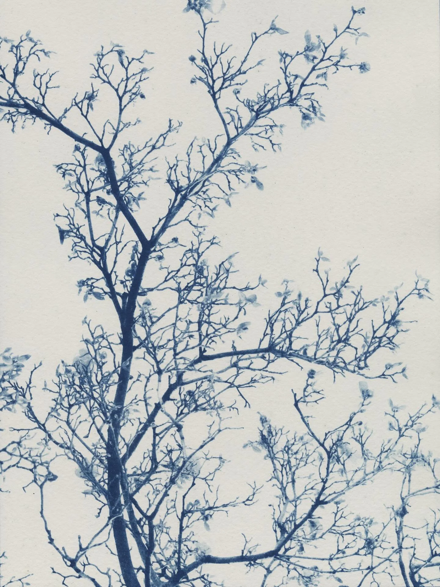 BAMart and Dora Somosi are proud to support the Katonah Museum of Art (KMA) with the donation of Dora&rsquo;s cyanotype print of a Saucer Magnolia/Nancy Holt/Arlington, VA from her By Her Side series for the live auction at the KMA Gala at Blue Hill 