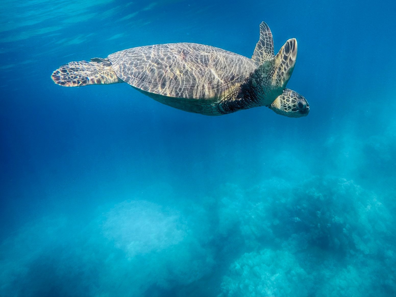 Hawaiian Honu