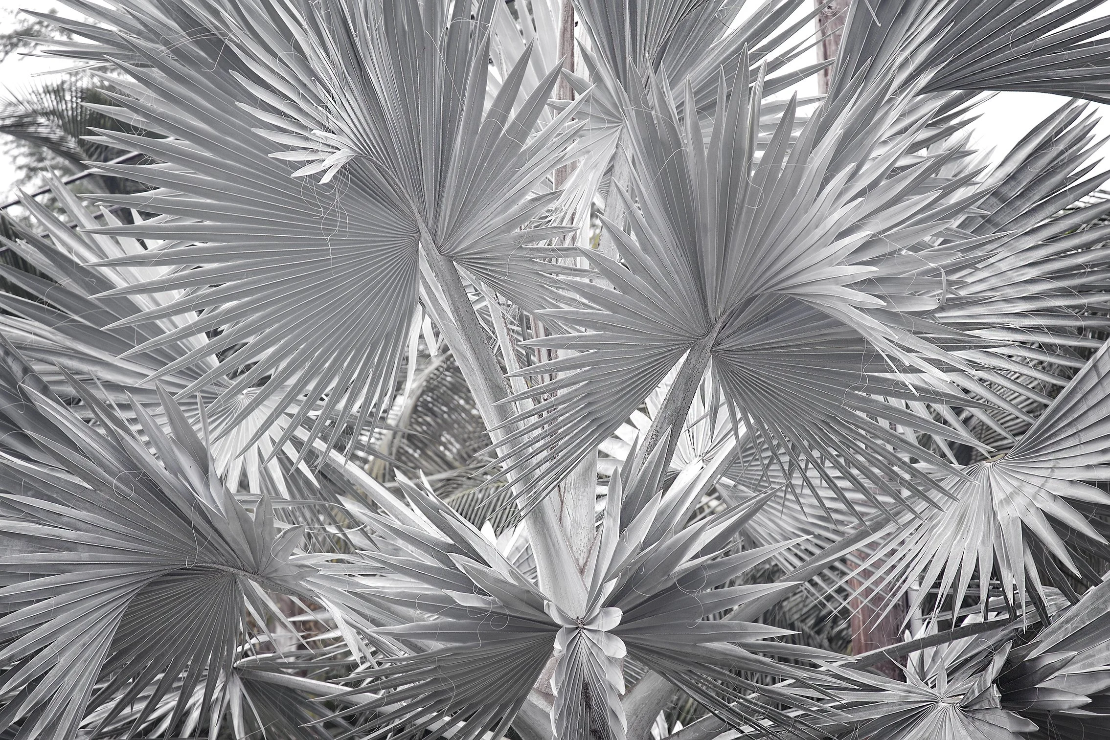 Albino Palm, Makena, Maui