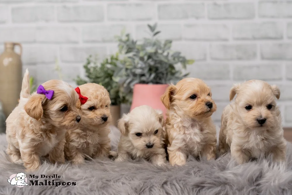 Mochi puppies6.jpg