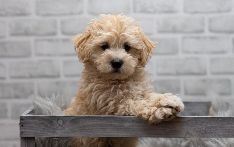 Maltipoo Breed Information, Pictures, colors and more — My Doodle Puppy