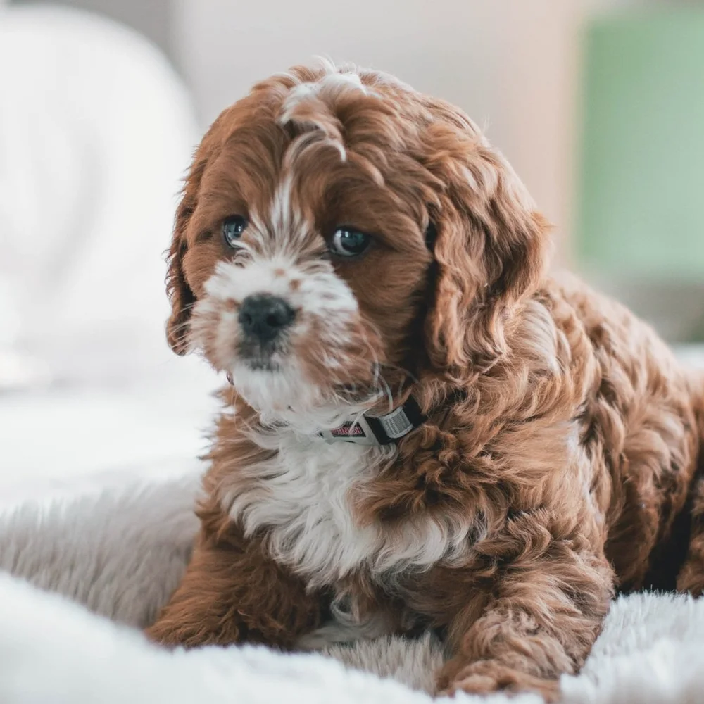 How Big Will My Cavapoo Puppy Get