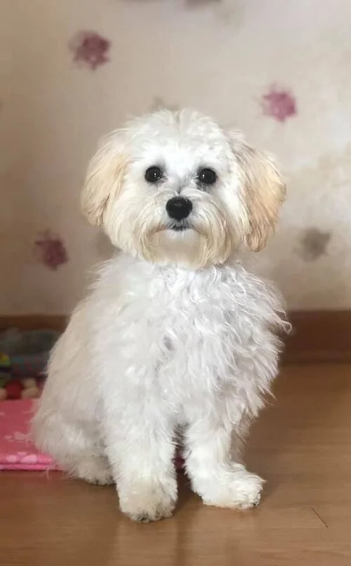 Full Grown Maltipoo Puppies Available Full Grown Maltipoo Photos