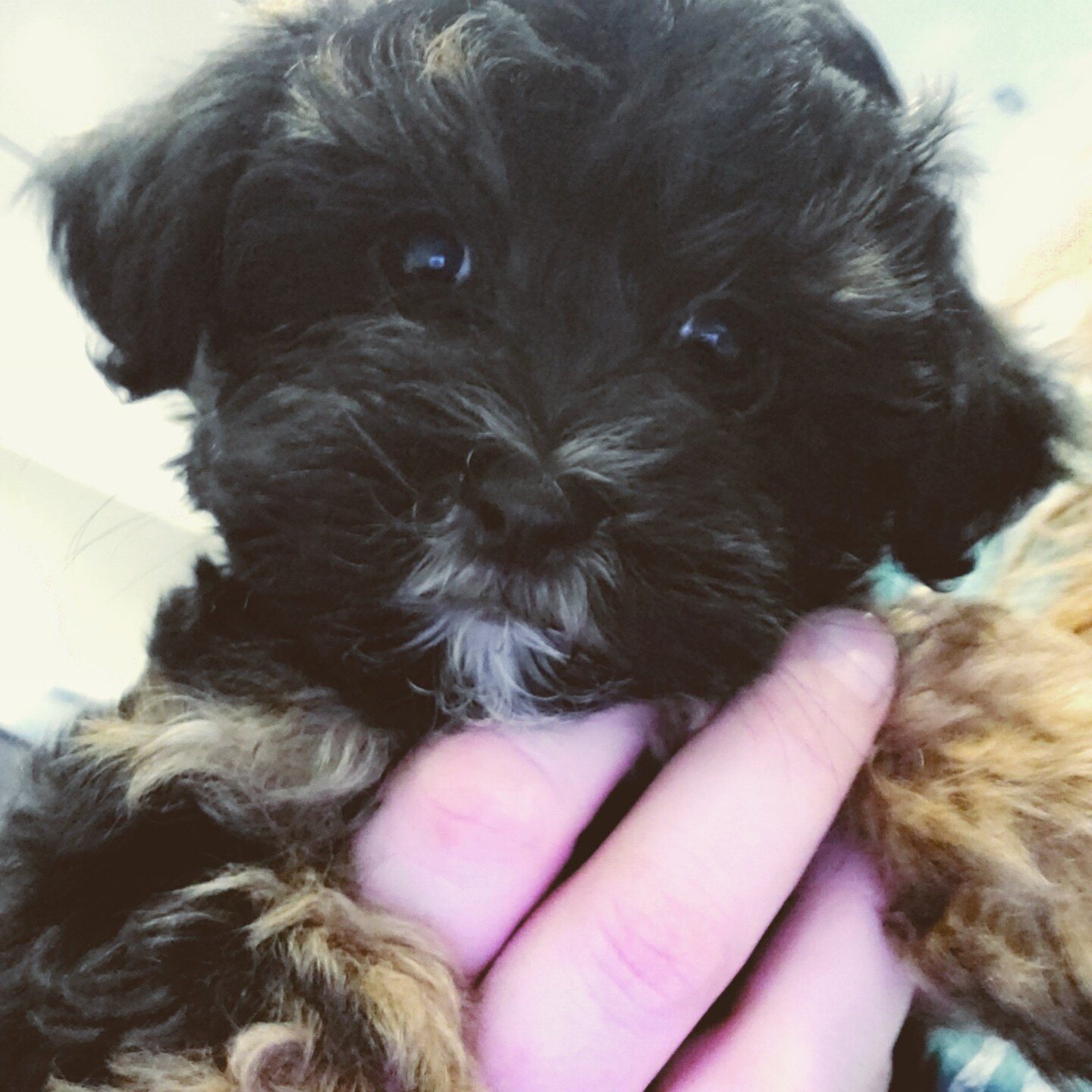 This little cutie is on his way to his fur-ever home! 🏡🐾

#goinghome #fureverhome #puppy #newfamilymember #cutenessoverload #maltipoo #maltese #poodle #maltipoodle #nicetomeetyou #maltipoosofinstagram #doodlesofinstagram #puppiesofinstagram #pup #f