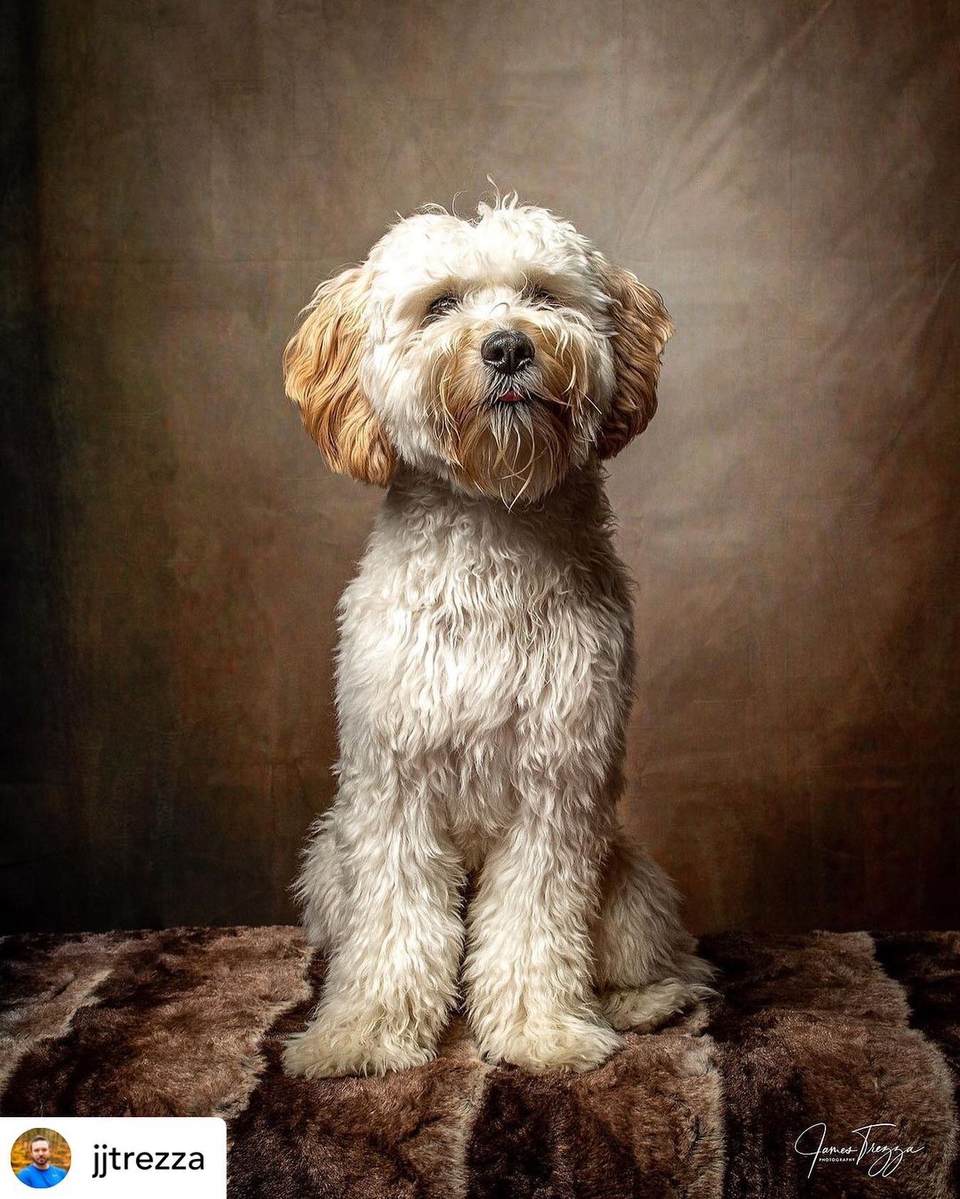 @jjtrezza Luca behaves for treats!! 🐶

#maltipoo #maltipoopuppy #maltipoolovers #maltipooofinstagram #ocfphotography #cutepup